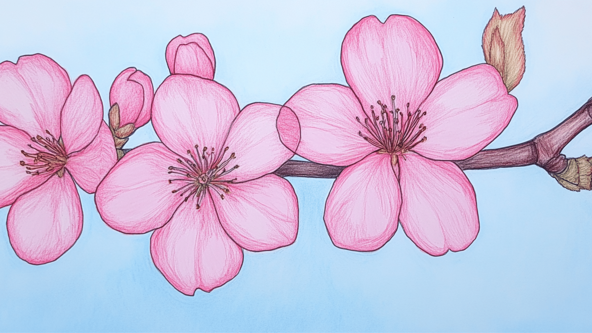 Cherry_Blossom_Tree