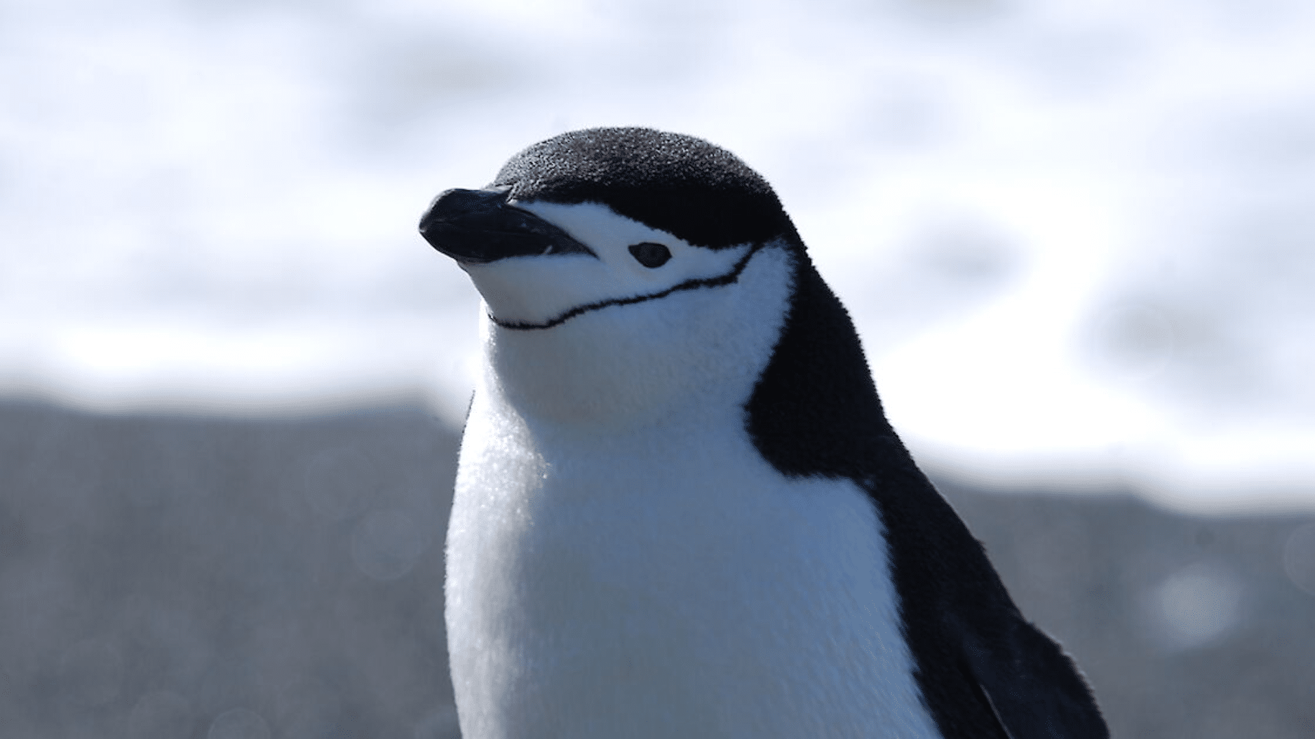 Chinstrap Penguin