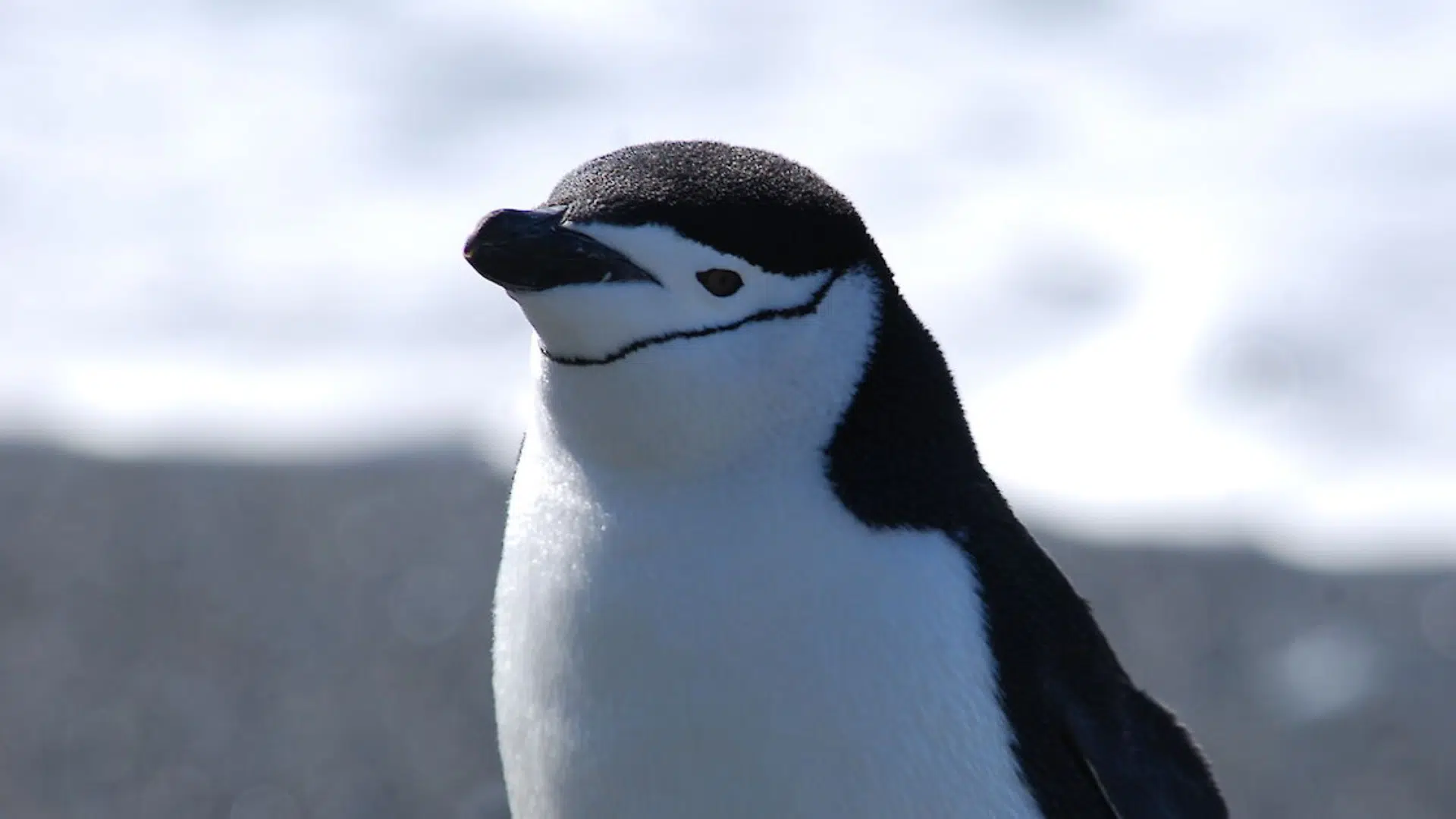 Chinstrap Penguin
