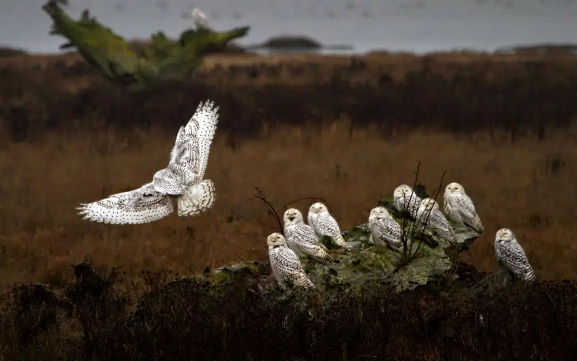 Do All Owls Migrate During Winter?
