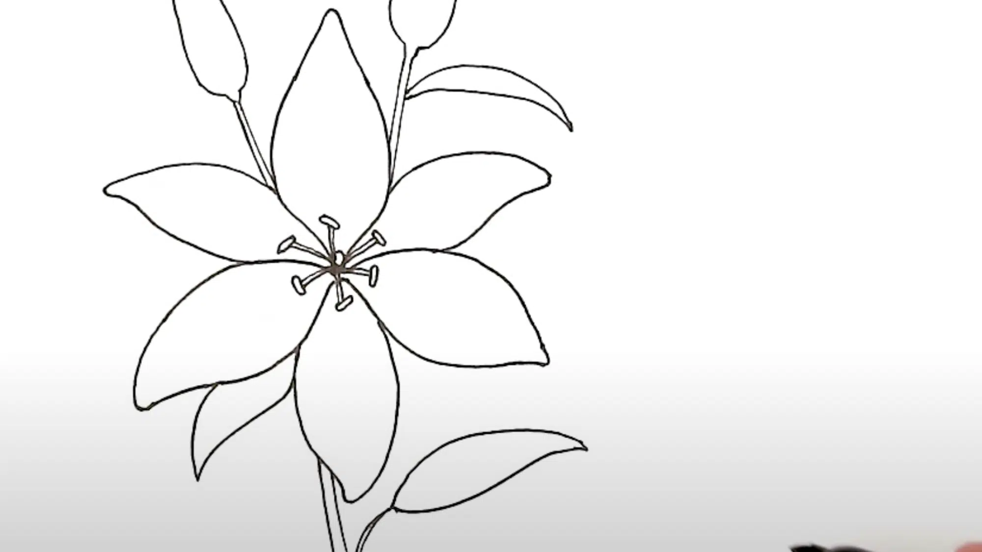 Draw_the_Stem_Buds_and_Leaves