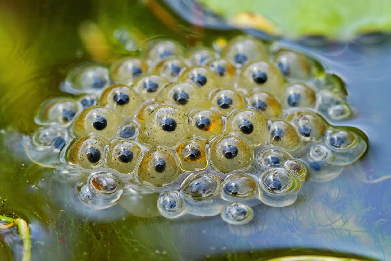 Egg - Floating Jelly Blobs
