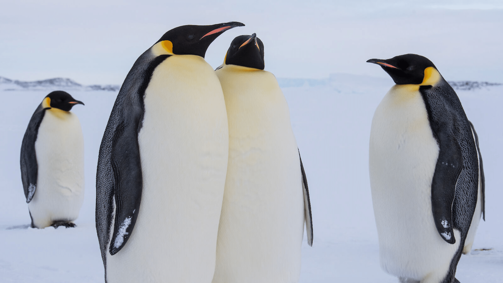 Emperor Penguin