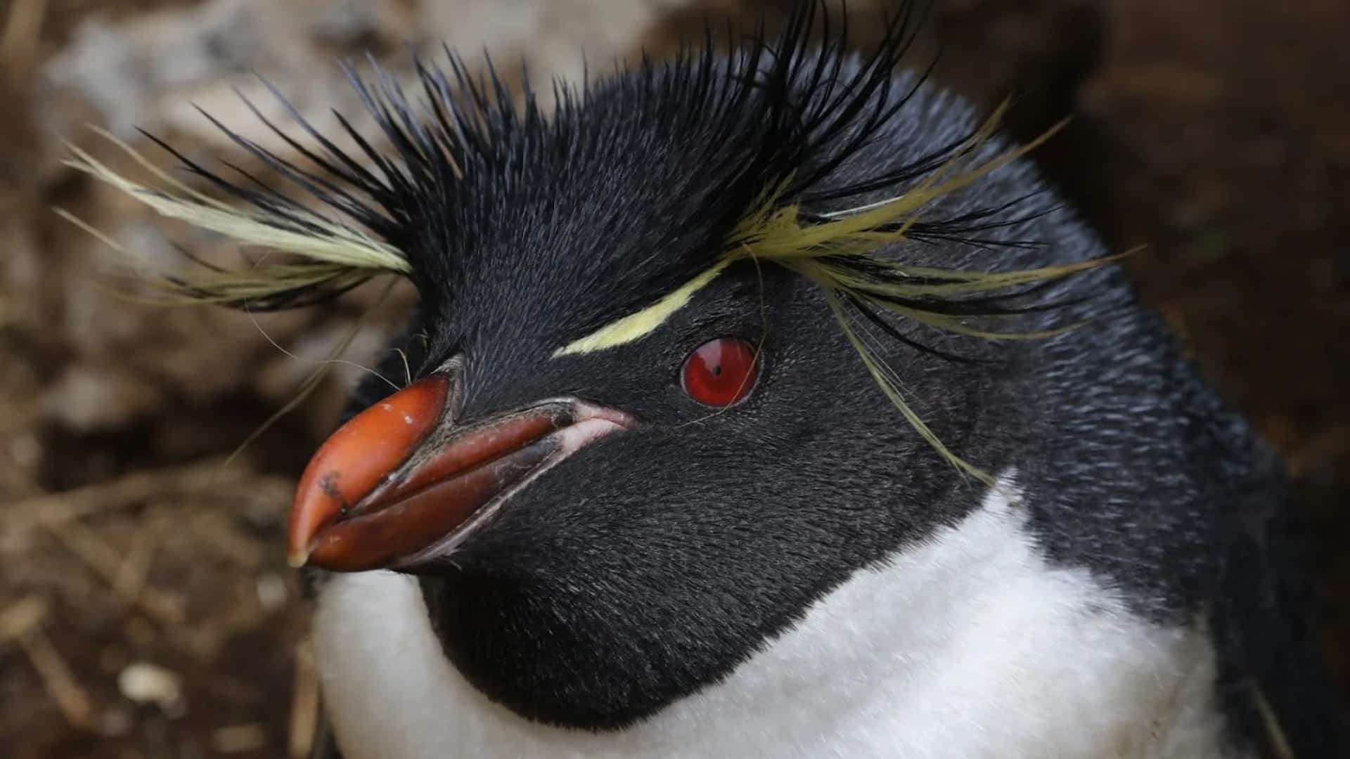 Erect-crested Penguin