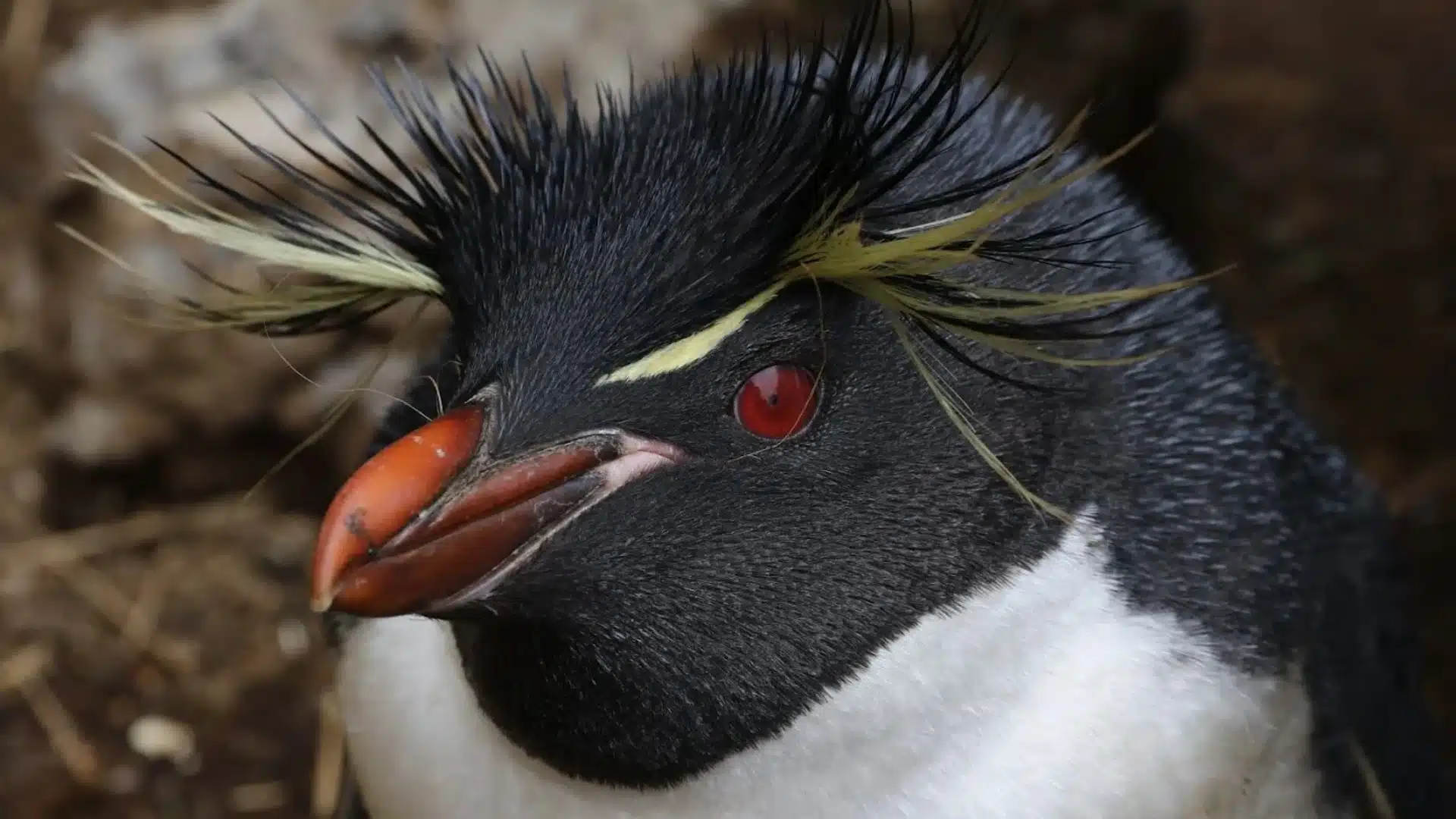 Erect-crested Penguin