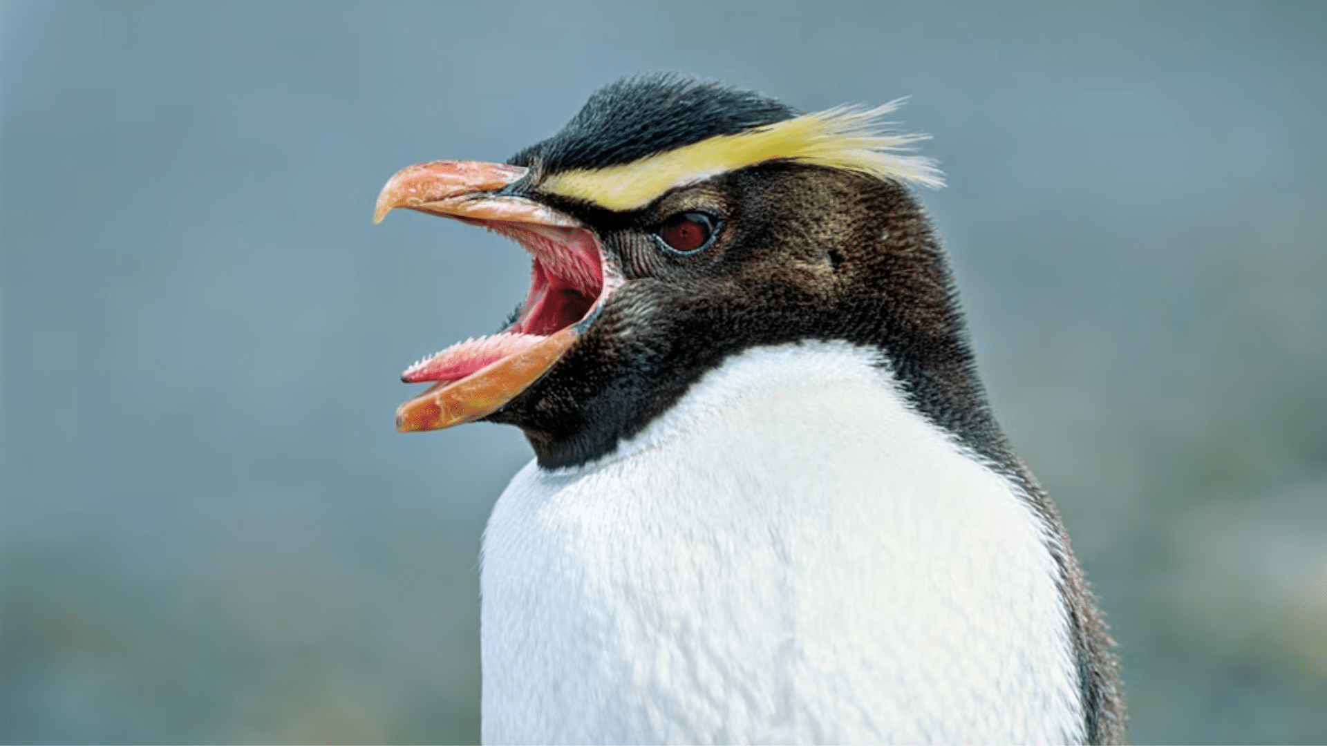 Fiordland Penguin