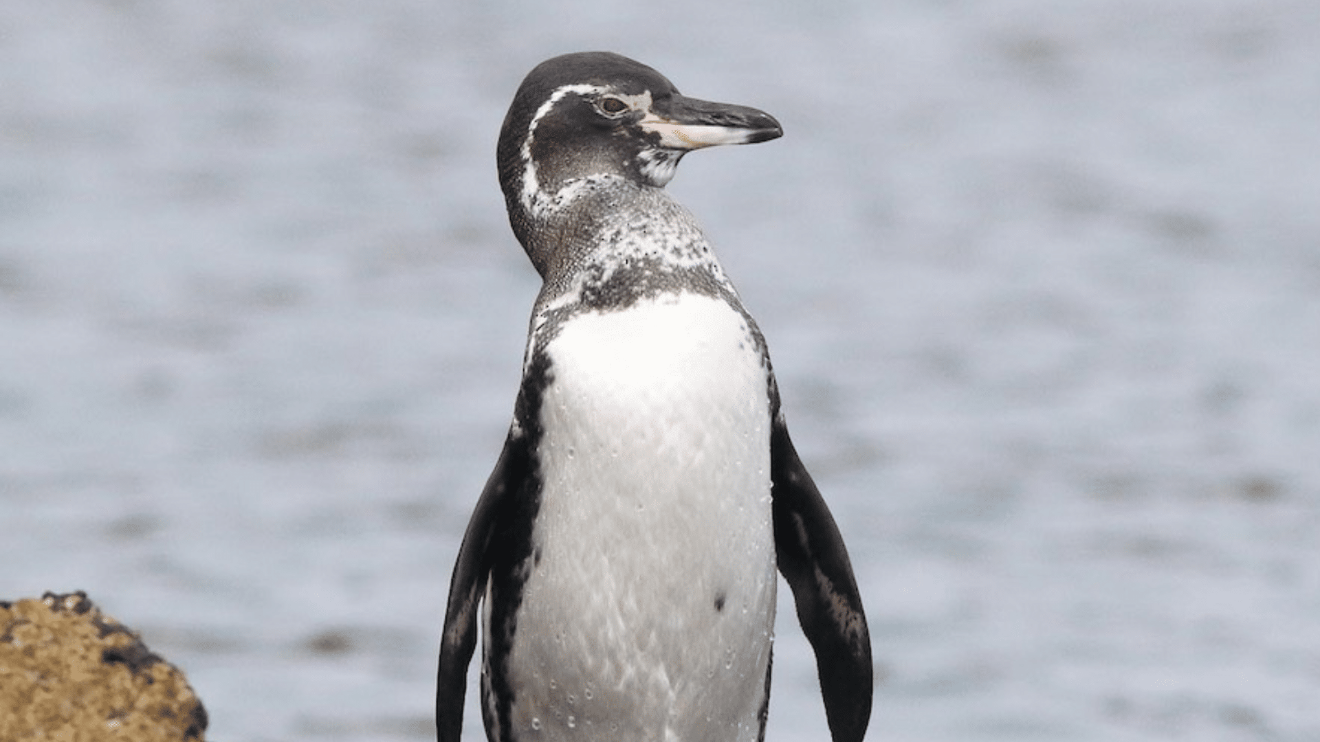 Galápagos Penguin