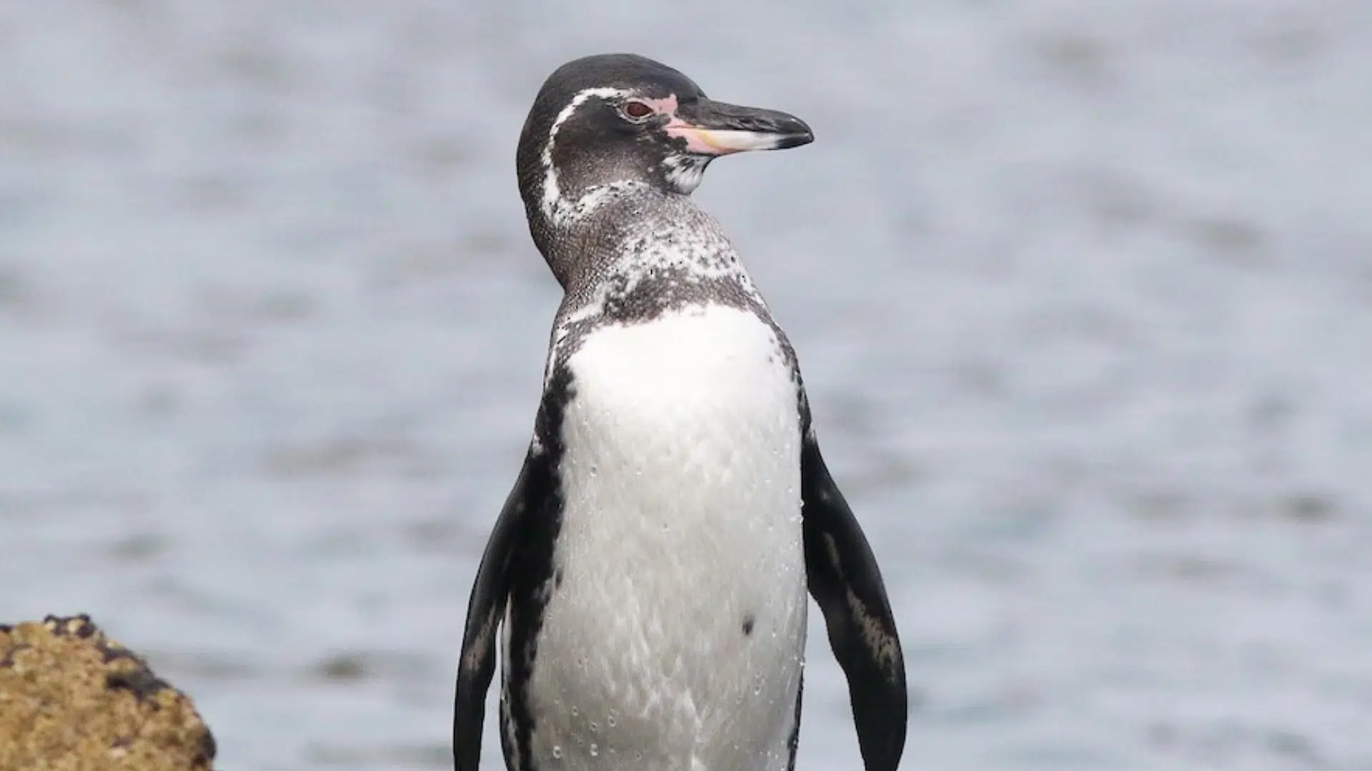 Galápagos Penguin
