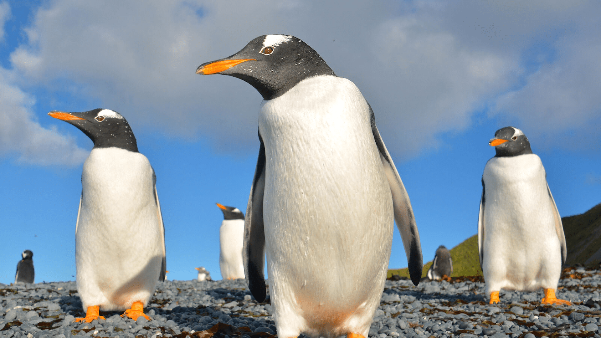 Gentoo Penguin