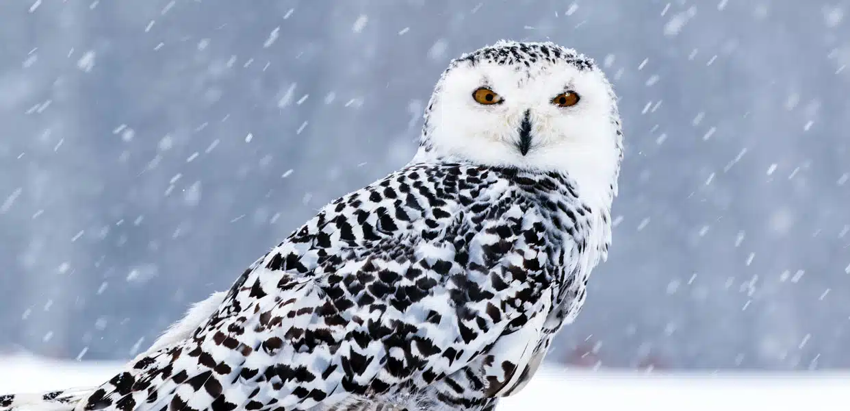 How Do Owls Survive the Winter Without Hibernating?