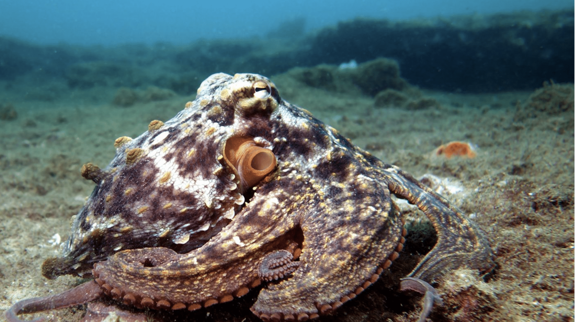 How_to_Identify_the_Color_Variations_of_an_Octopus