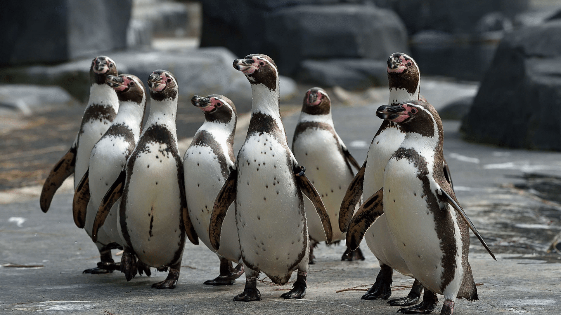 Humboldt Penguin
