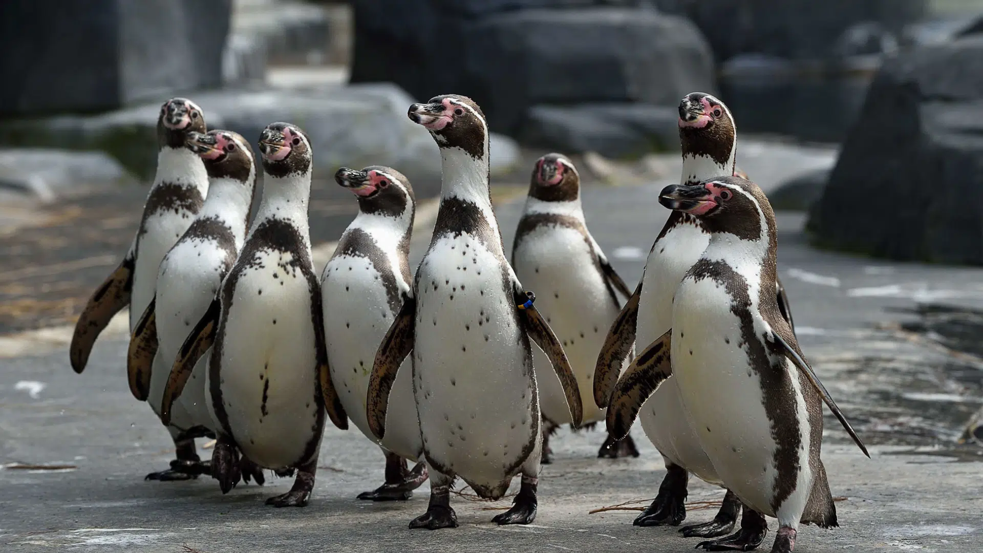 Humboldt Penguin