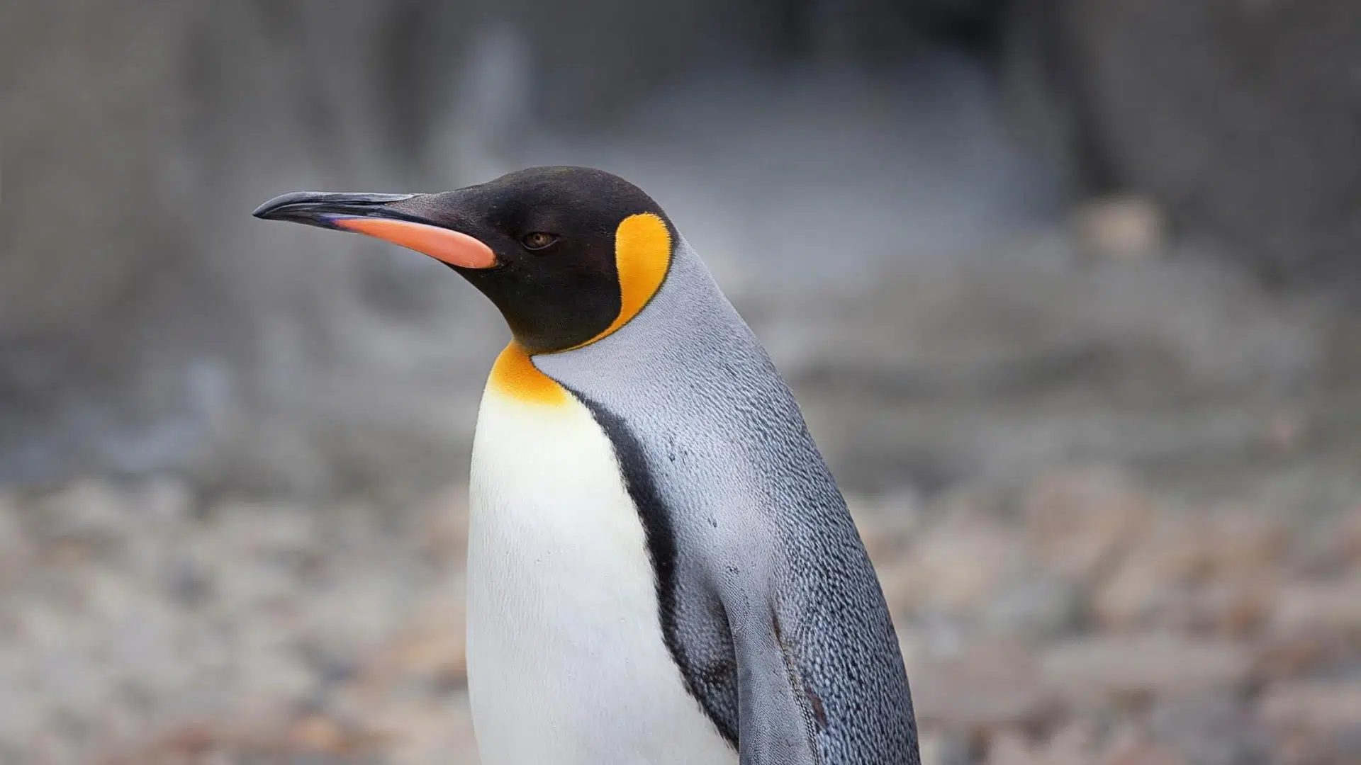 King Penguin