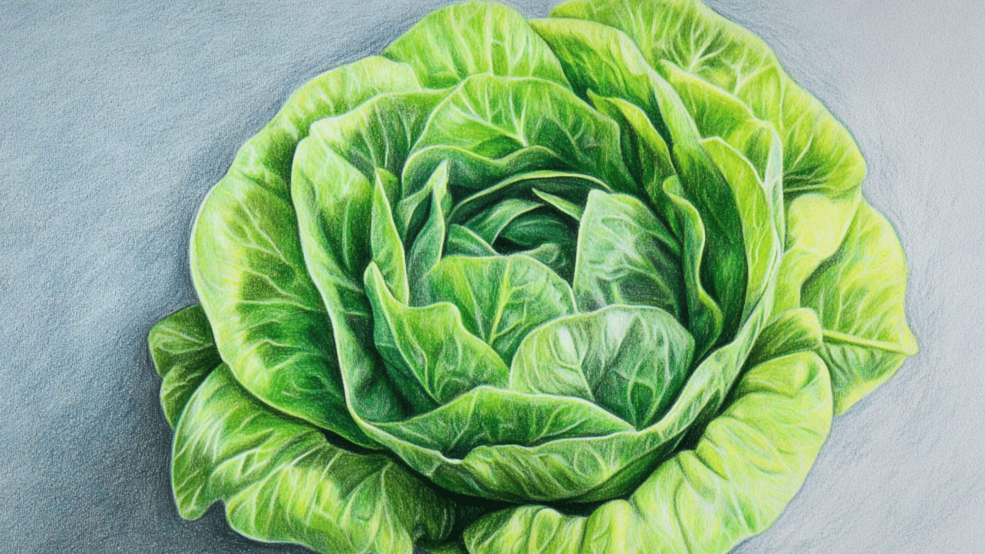 Lettuce