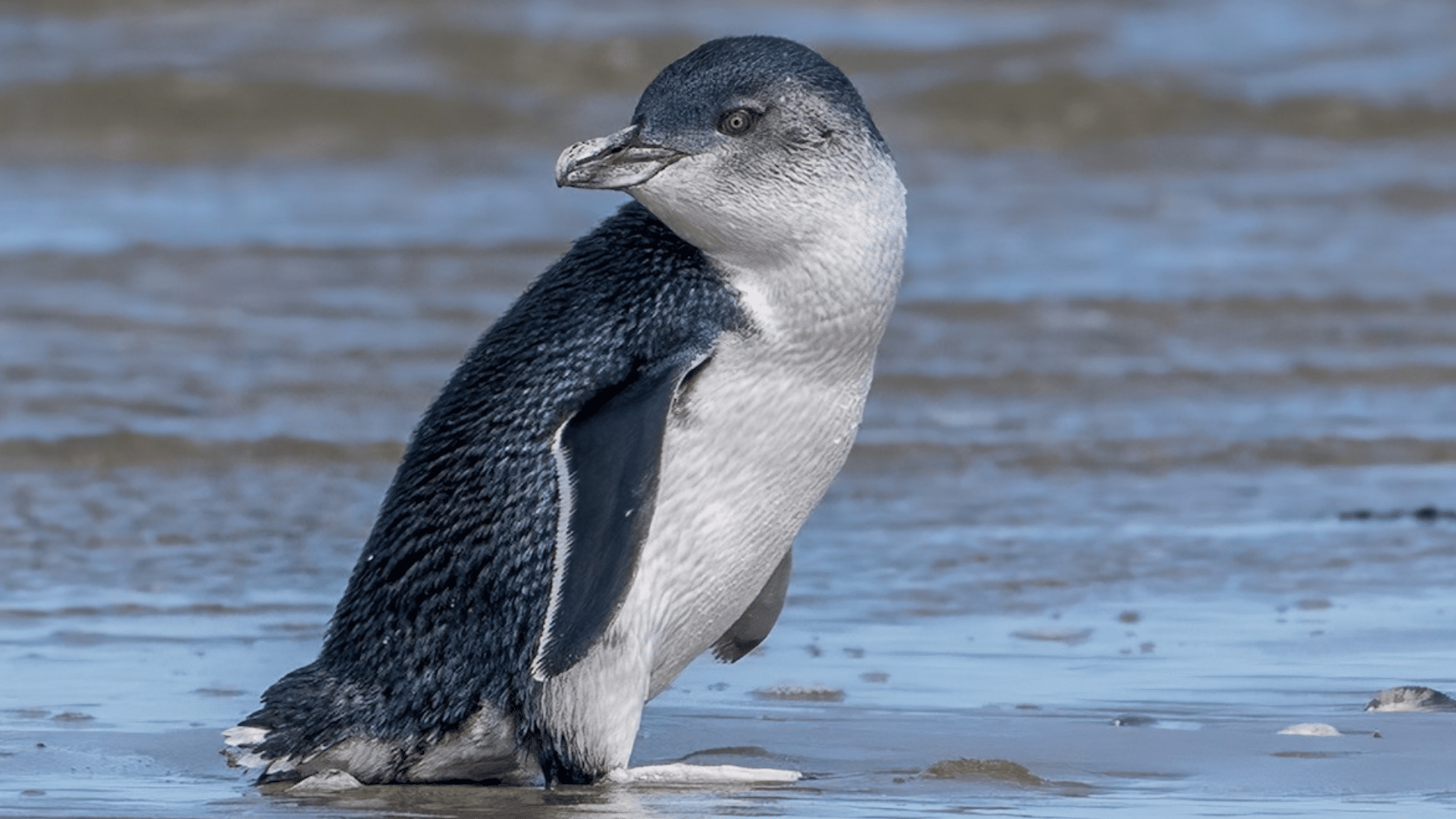 Little Penguin
