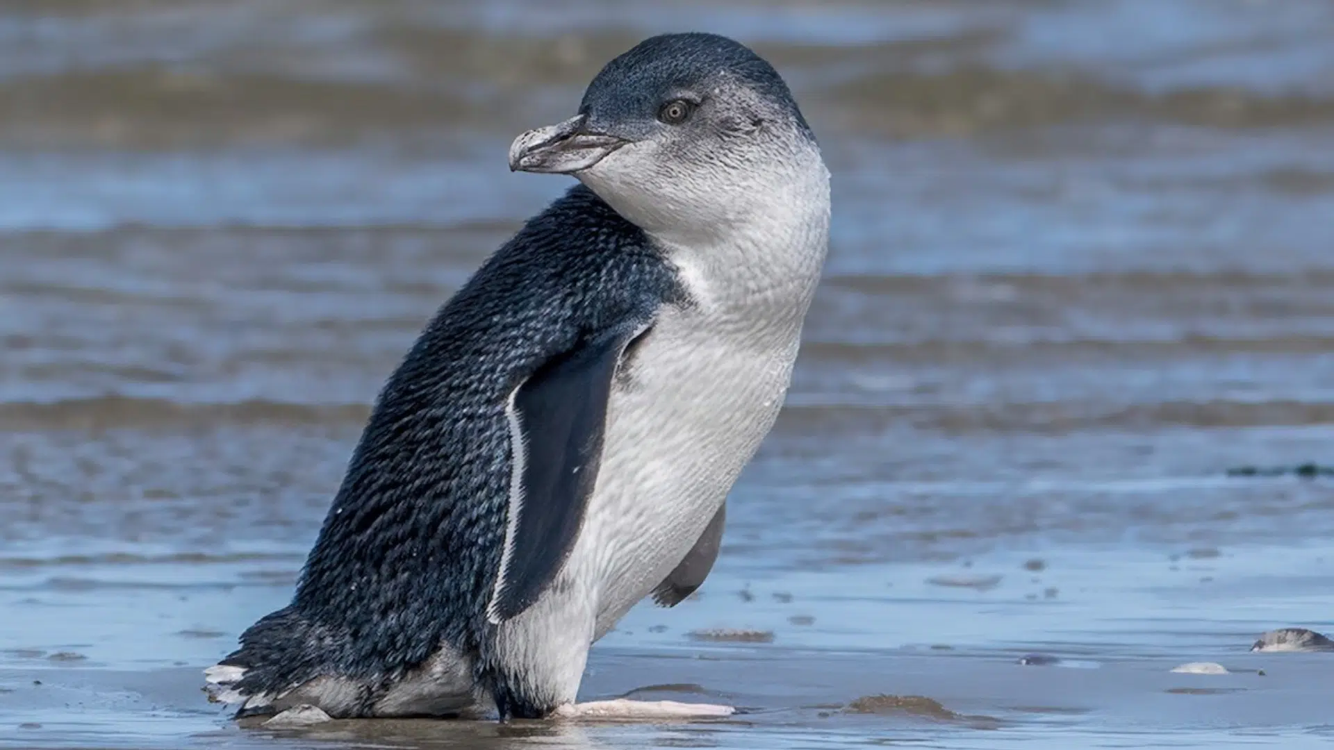 Little Penguin