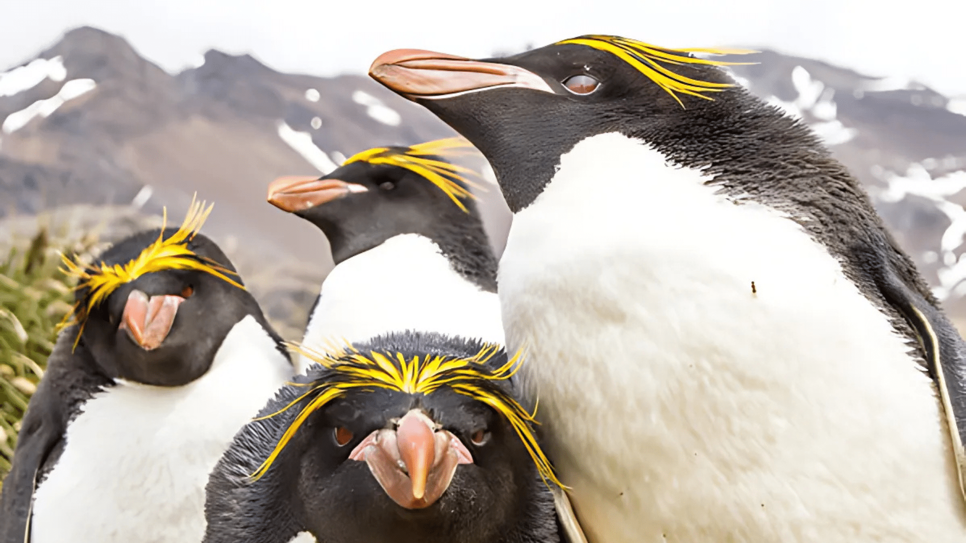 Macaroni Penguin