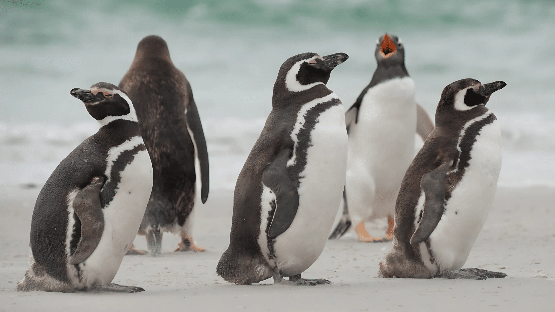 Magellanic Penguin