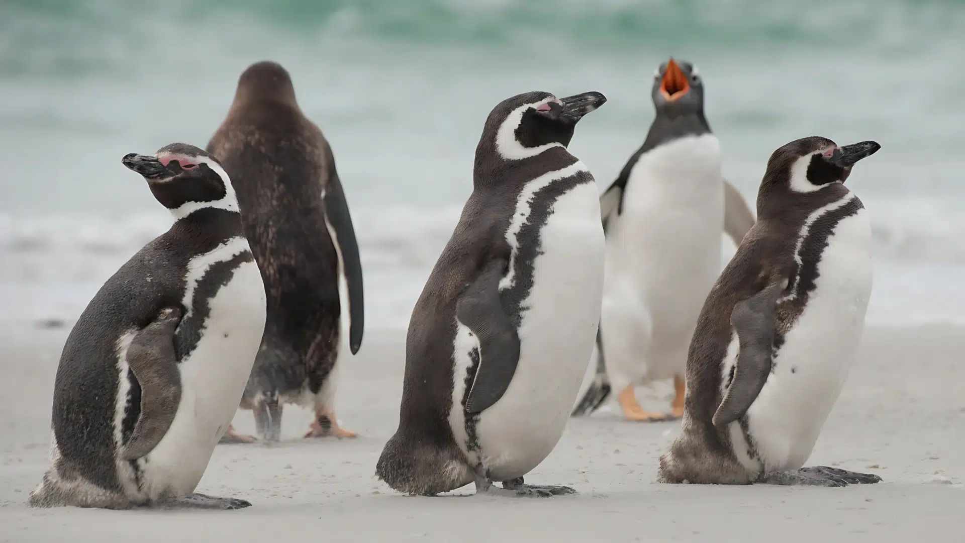Magellanic Penguin