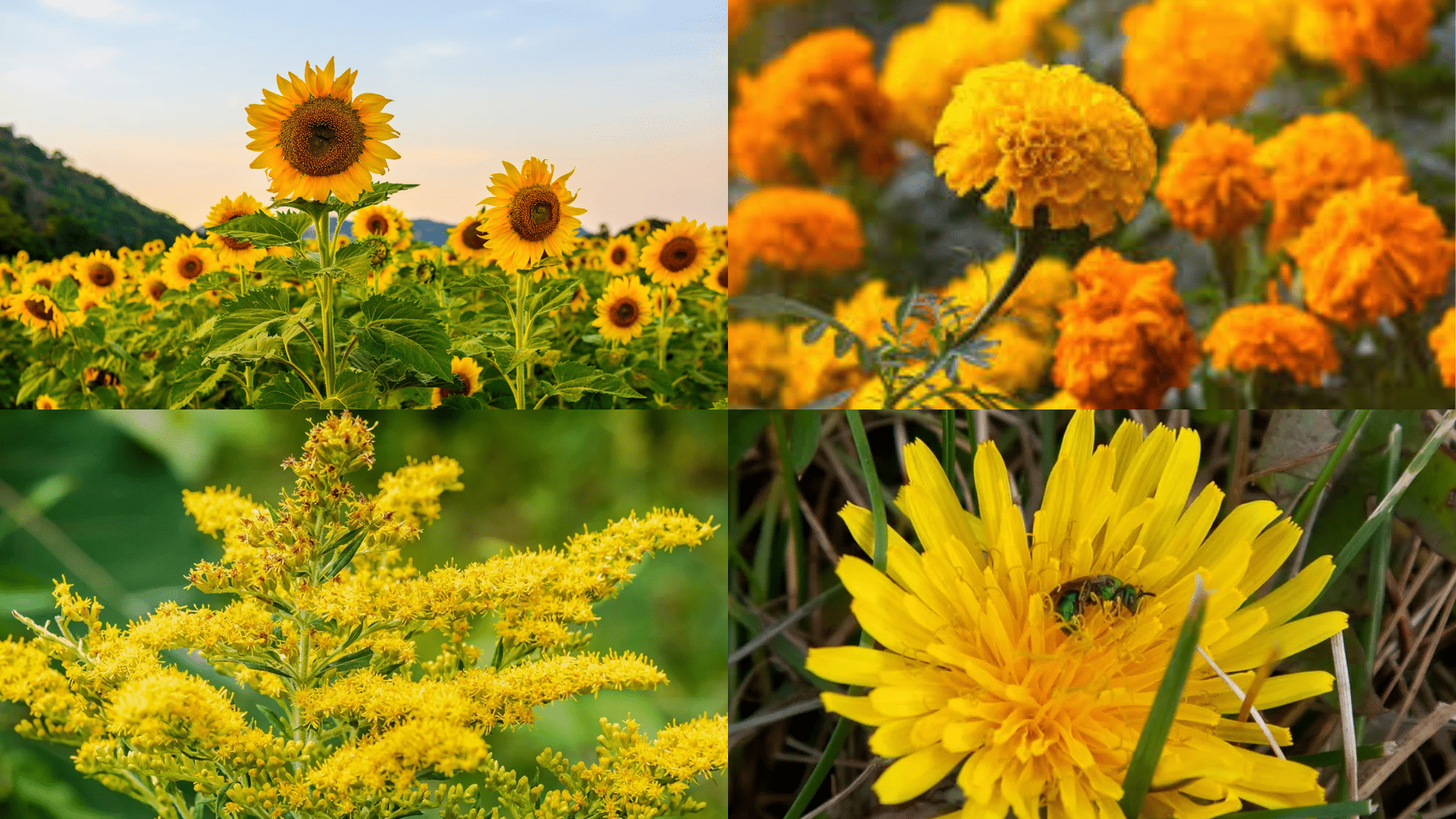 Naturally_Blooming_Beauties_in_Yellow