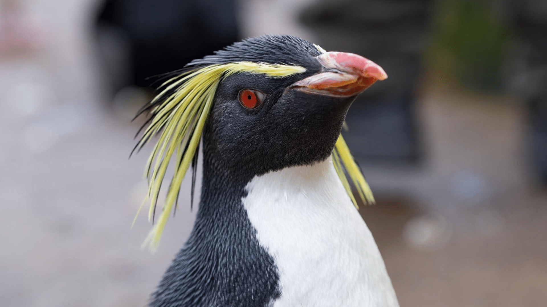 Northern Rockhopper Penguin