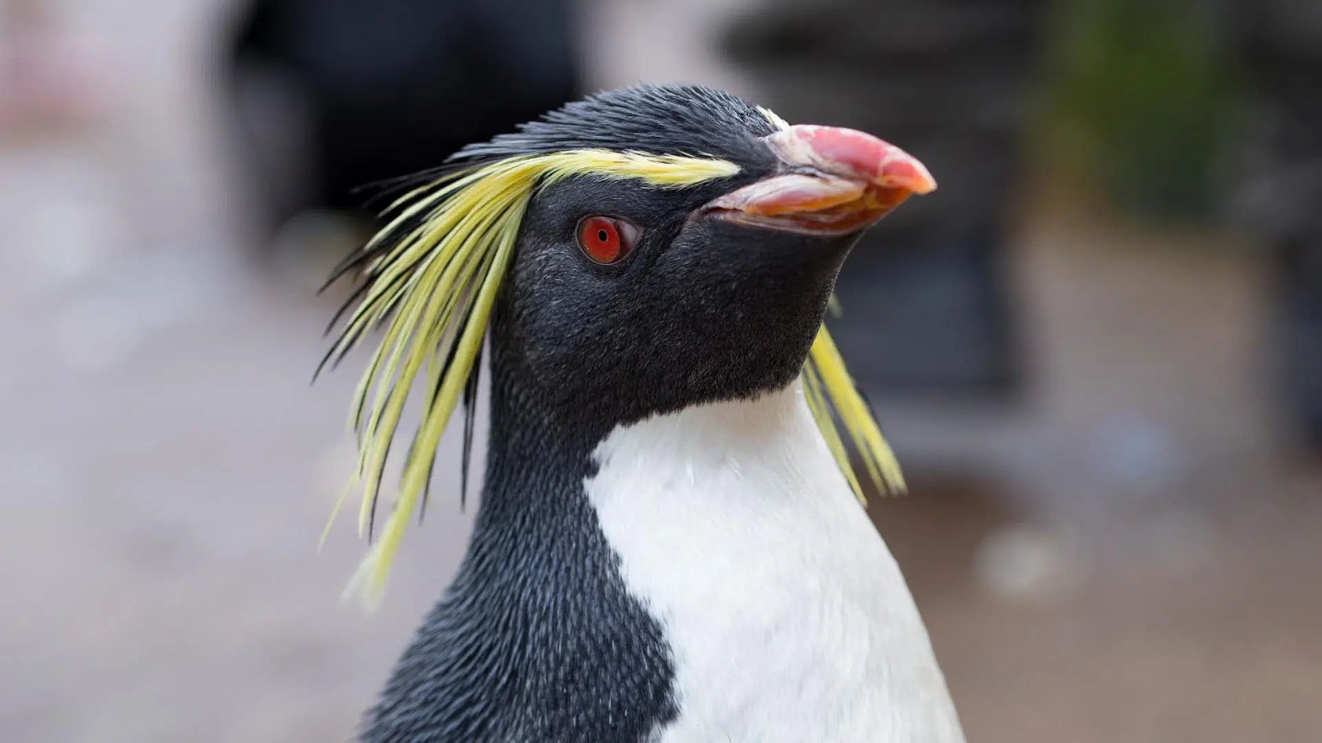 Northern Rockhopper Penguin
