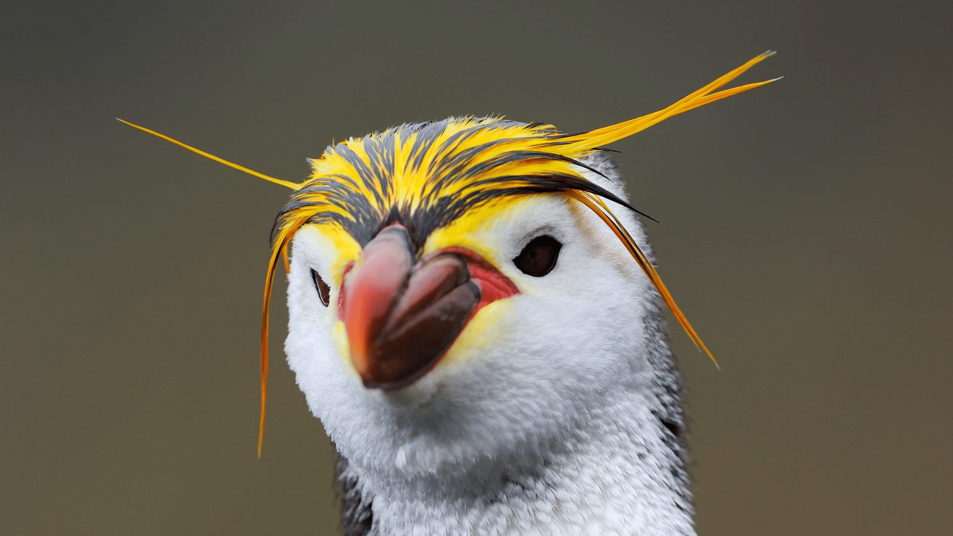Royal Penguin