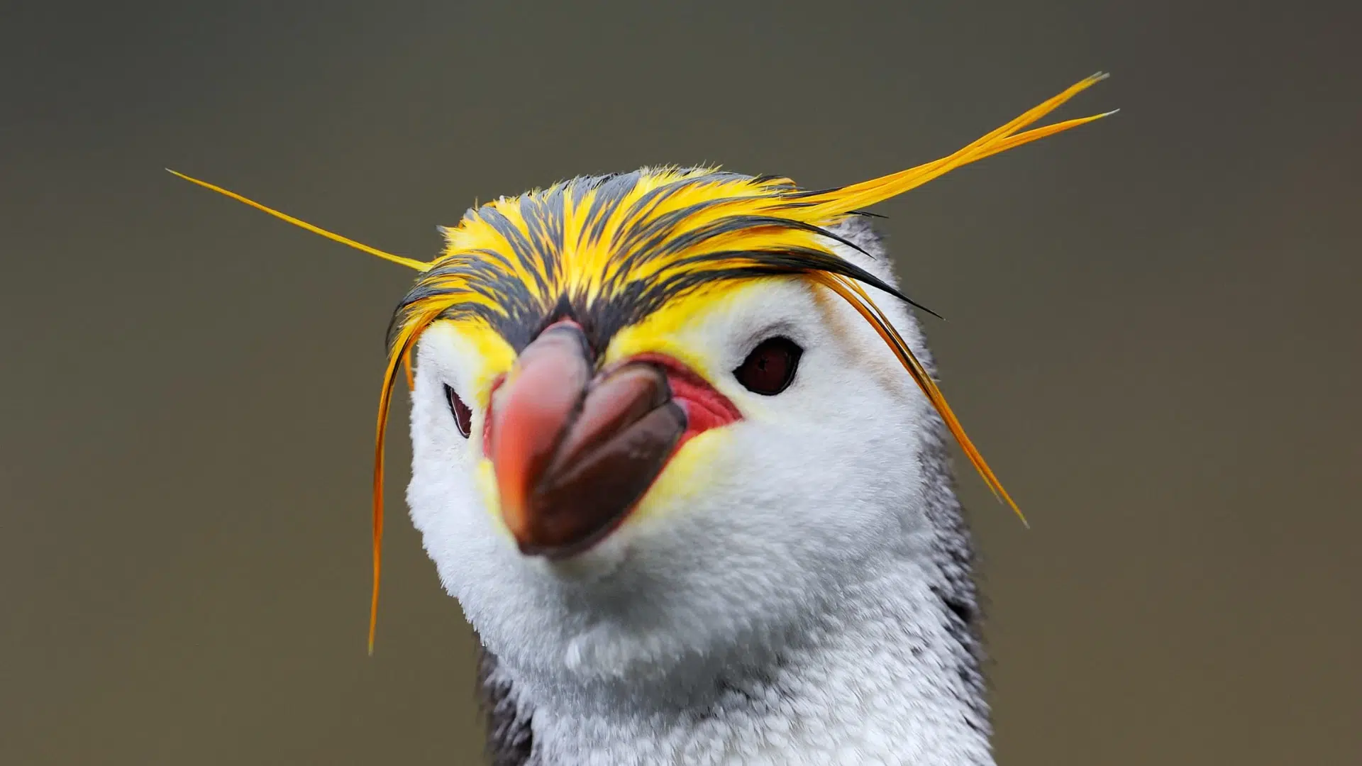 Royal Penguin