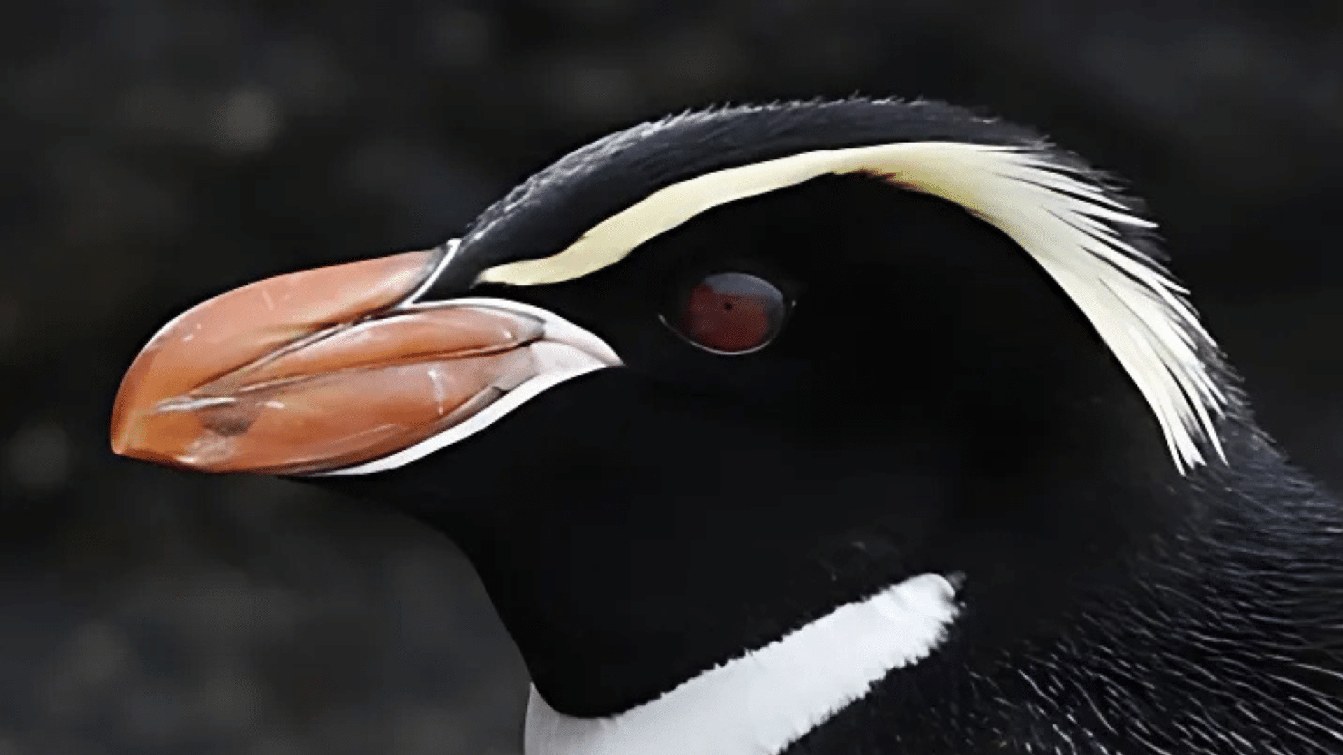 Snares Penguin
