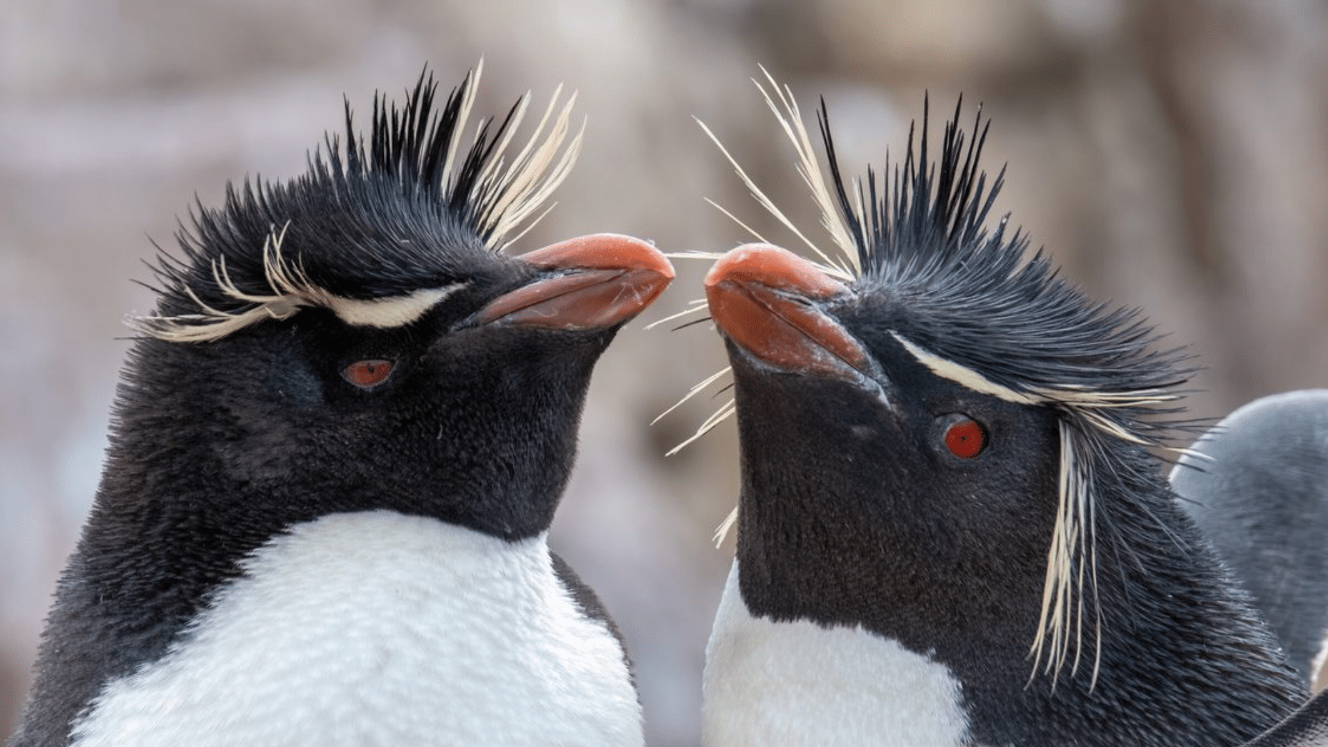 Southern Rockhopper Penguin
