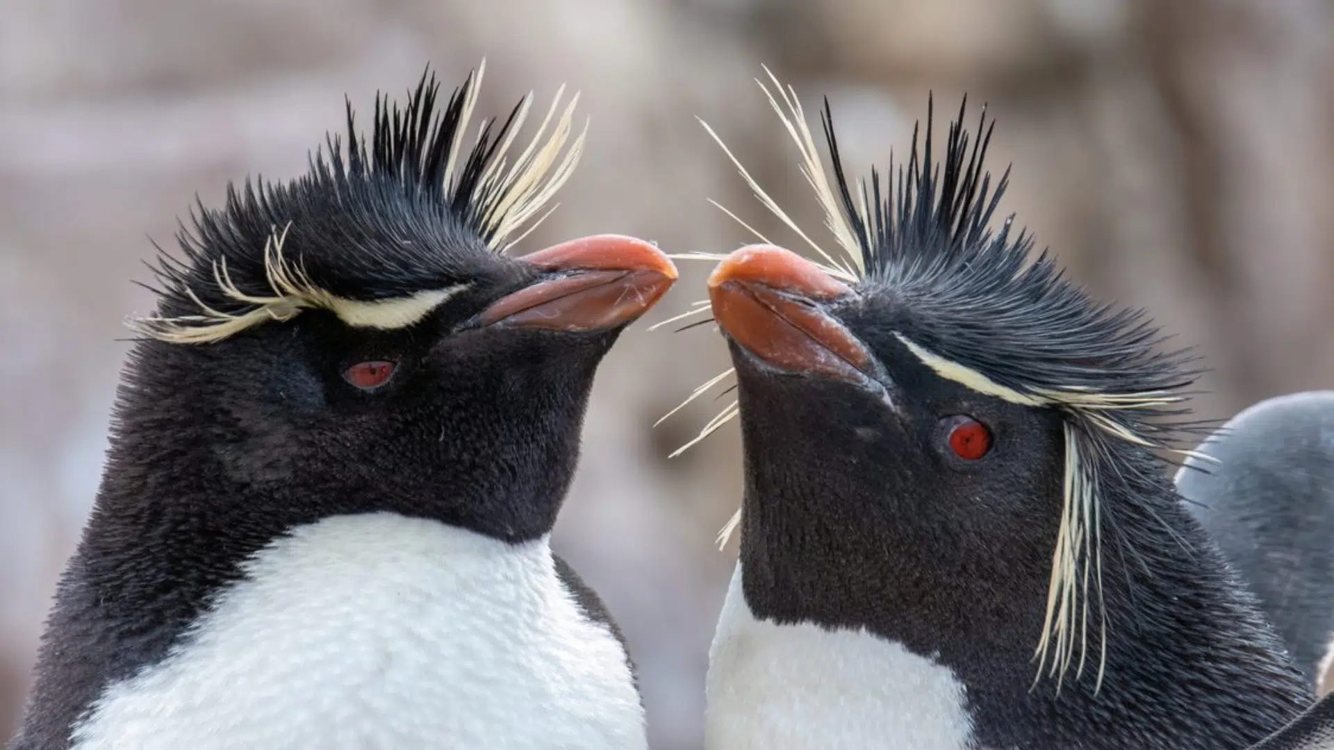 Southern Rockhopper Penguin