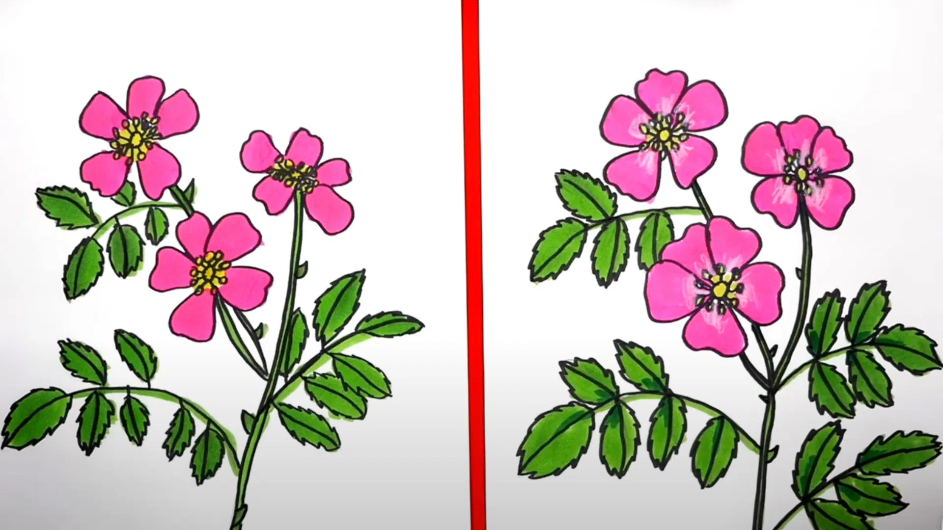 Step_7_Final_Touches_and_Coloring