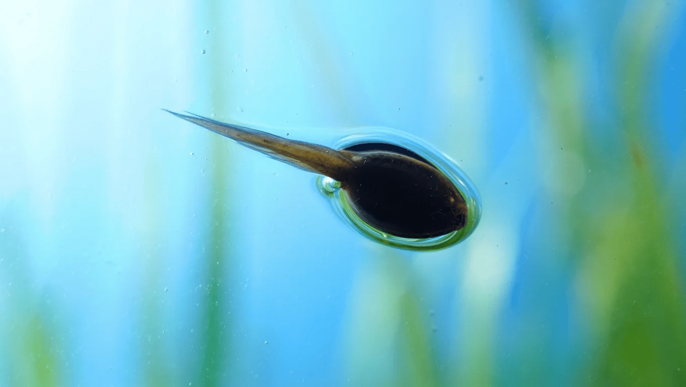 Tadpole - Wiggly Swimmers with Tails