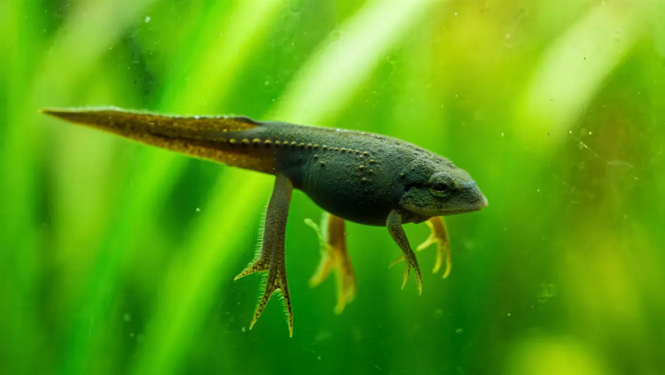 Tadpole with Legs - Growing New Parts

