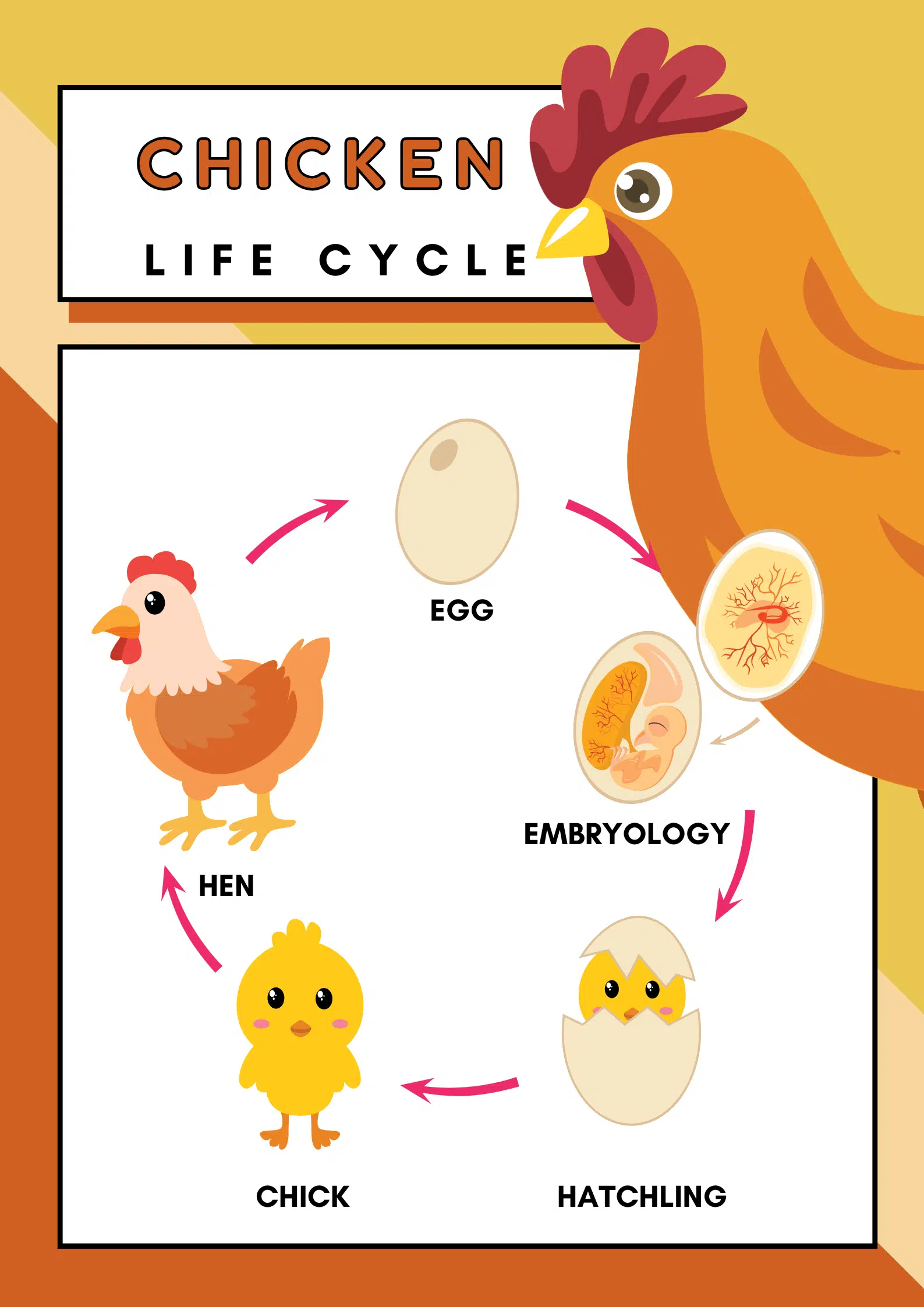 Understanding the Life Cycle of a Chicken for Kids
