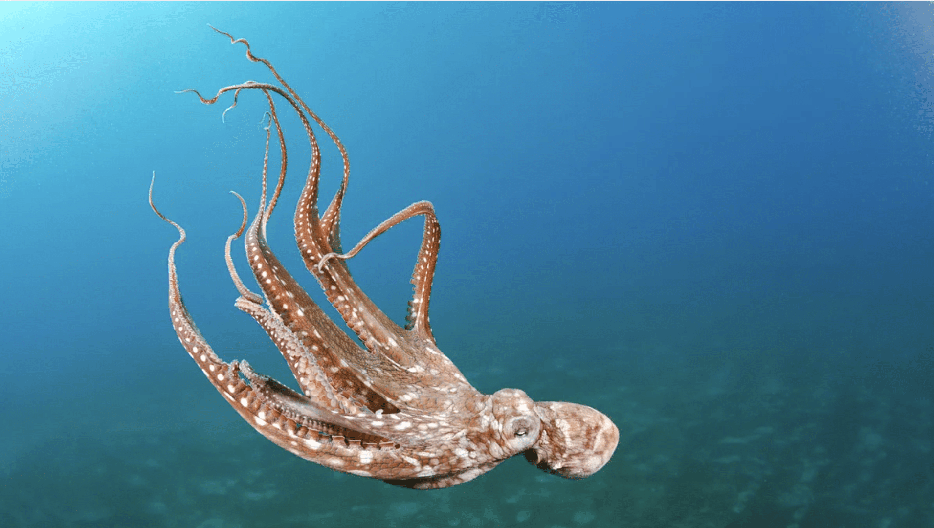 What_Color_is_an_Octopus_Naturally