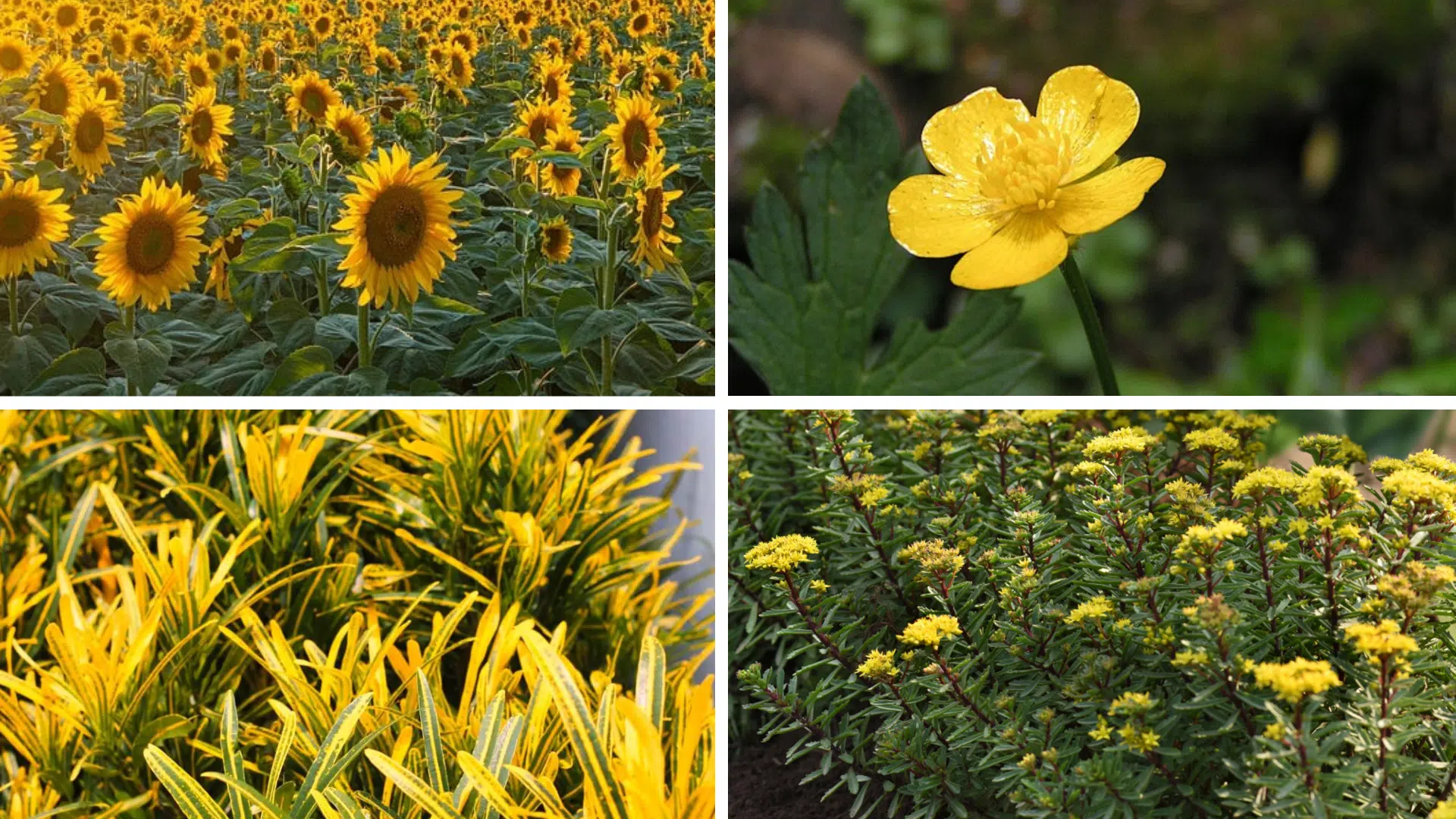 Yellow Colored Flowers and Plants