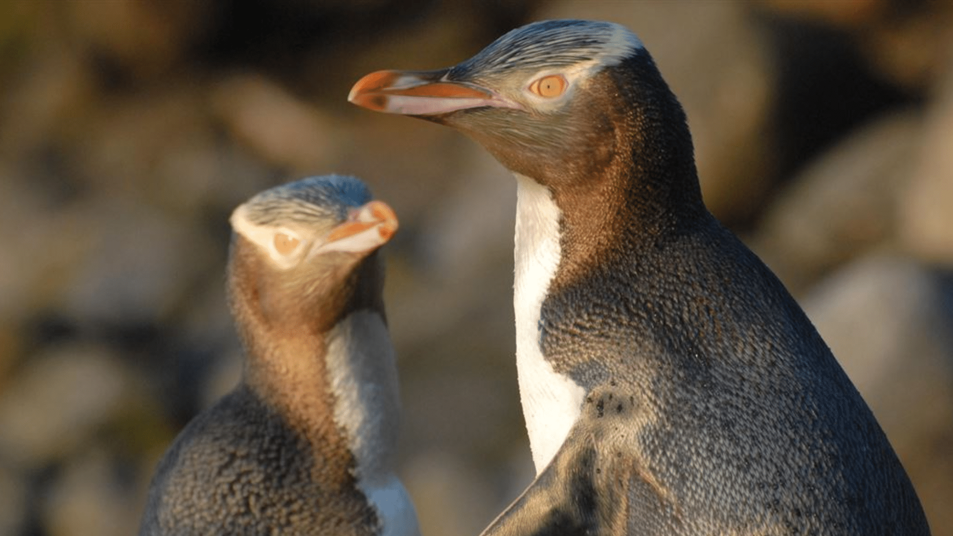 Yellow-eyed Penguin