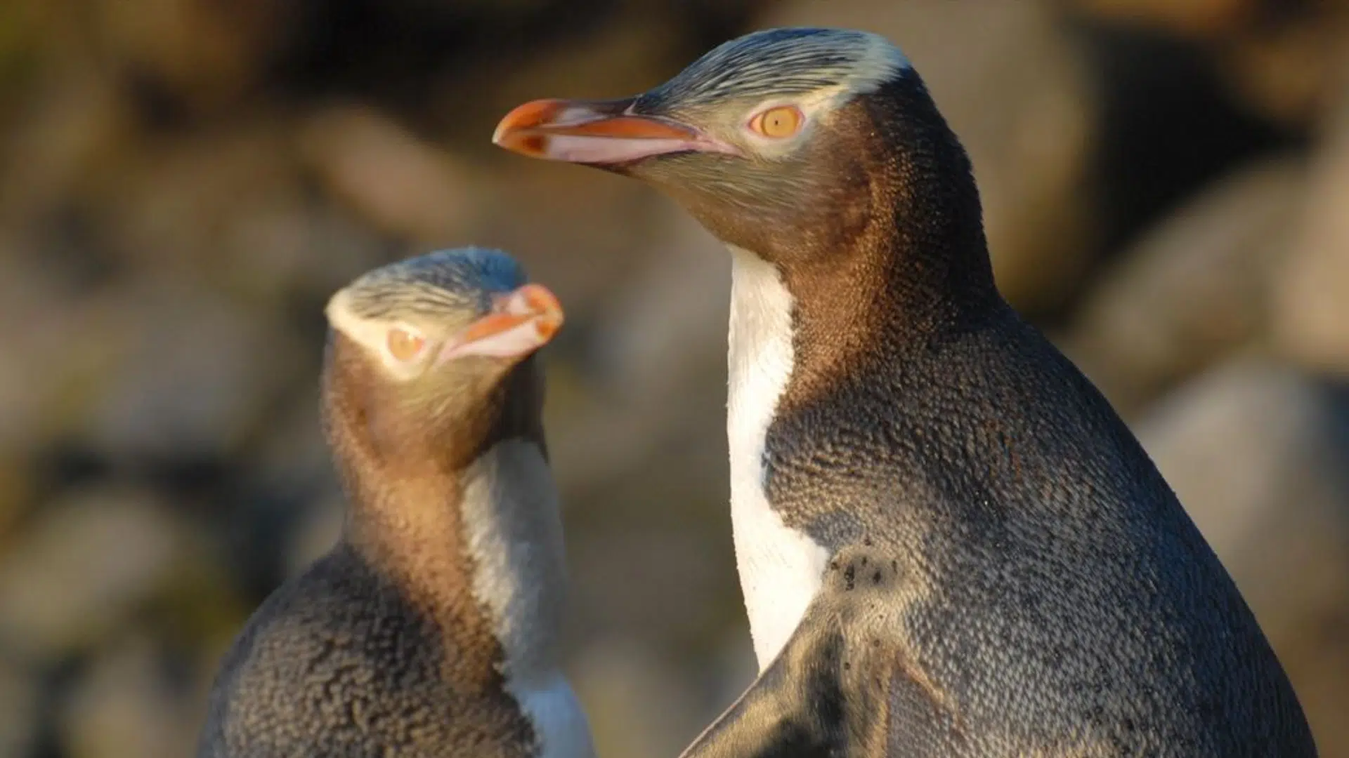 Yellow-eyed Penguin
