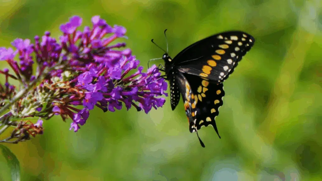 47 Fun Facts About Butterflies That Will Blow Your Mind