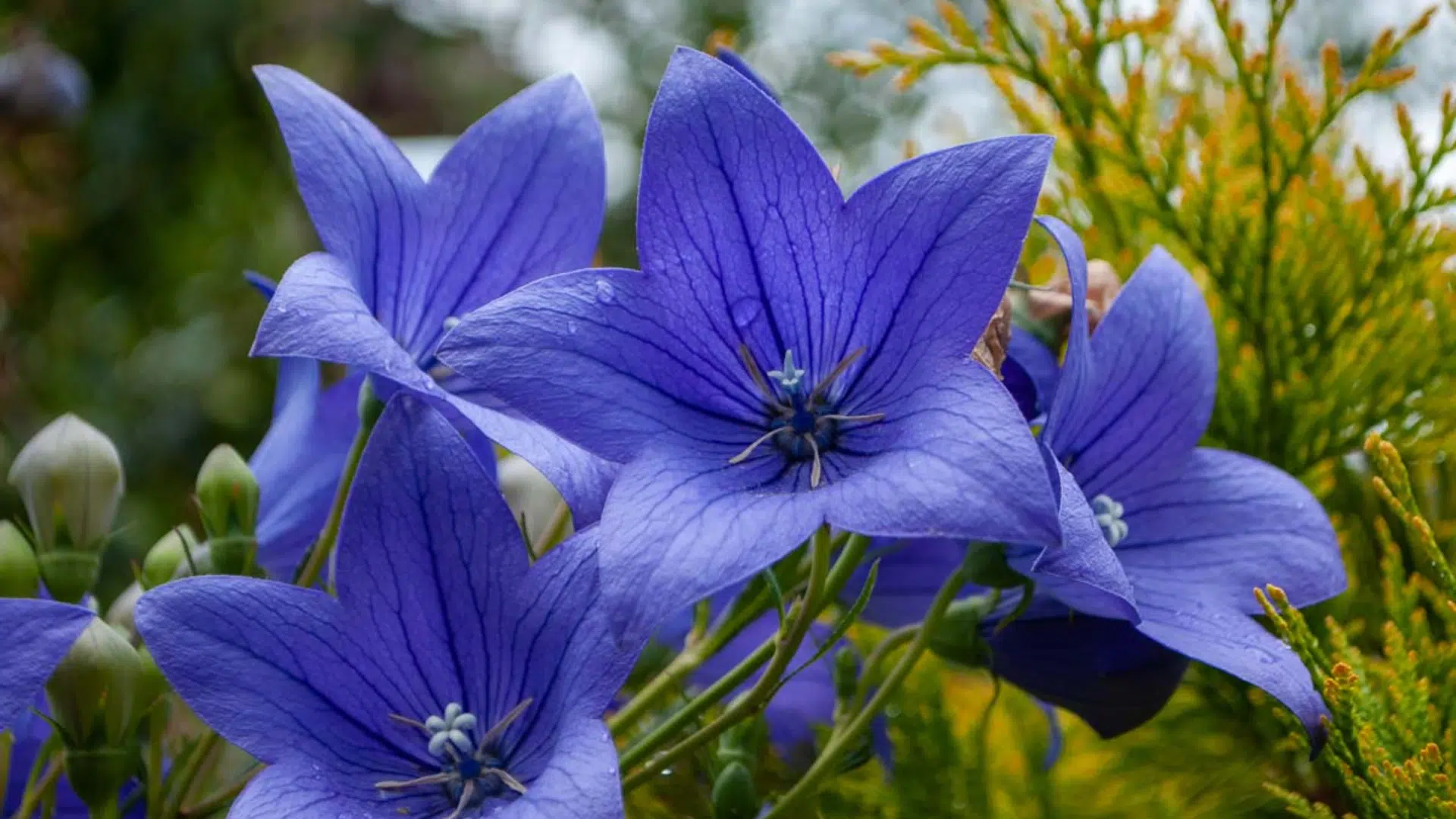 Balloon_Flower