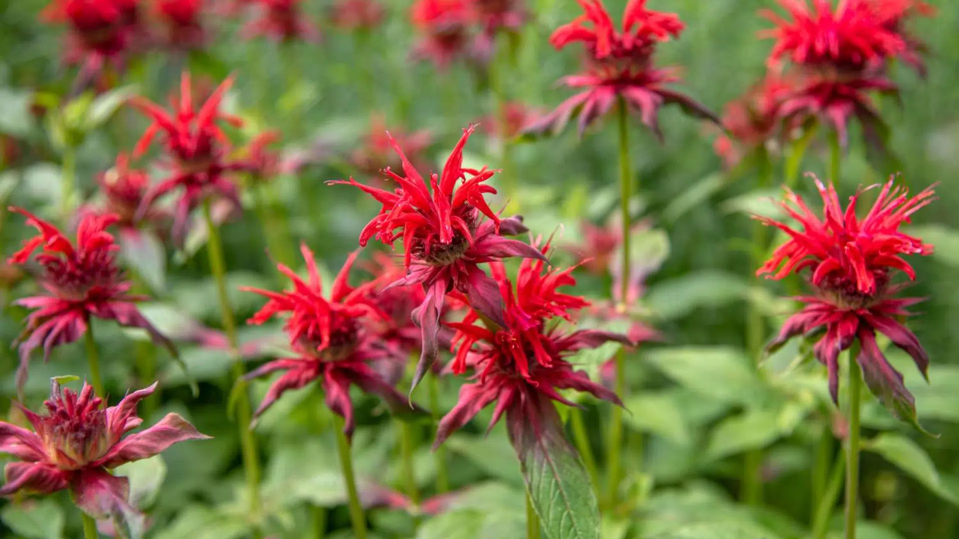 Bee_Balm