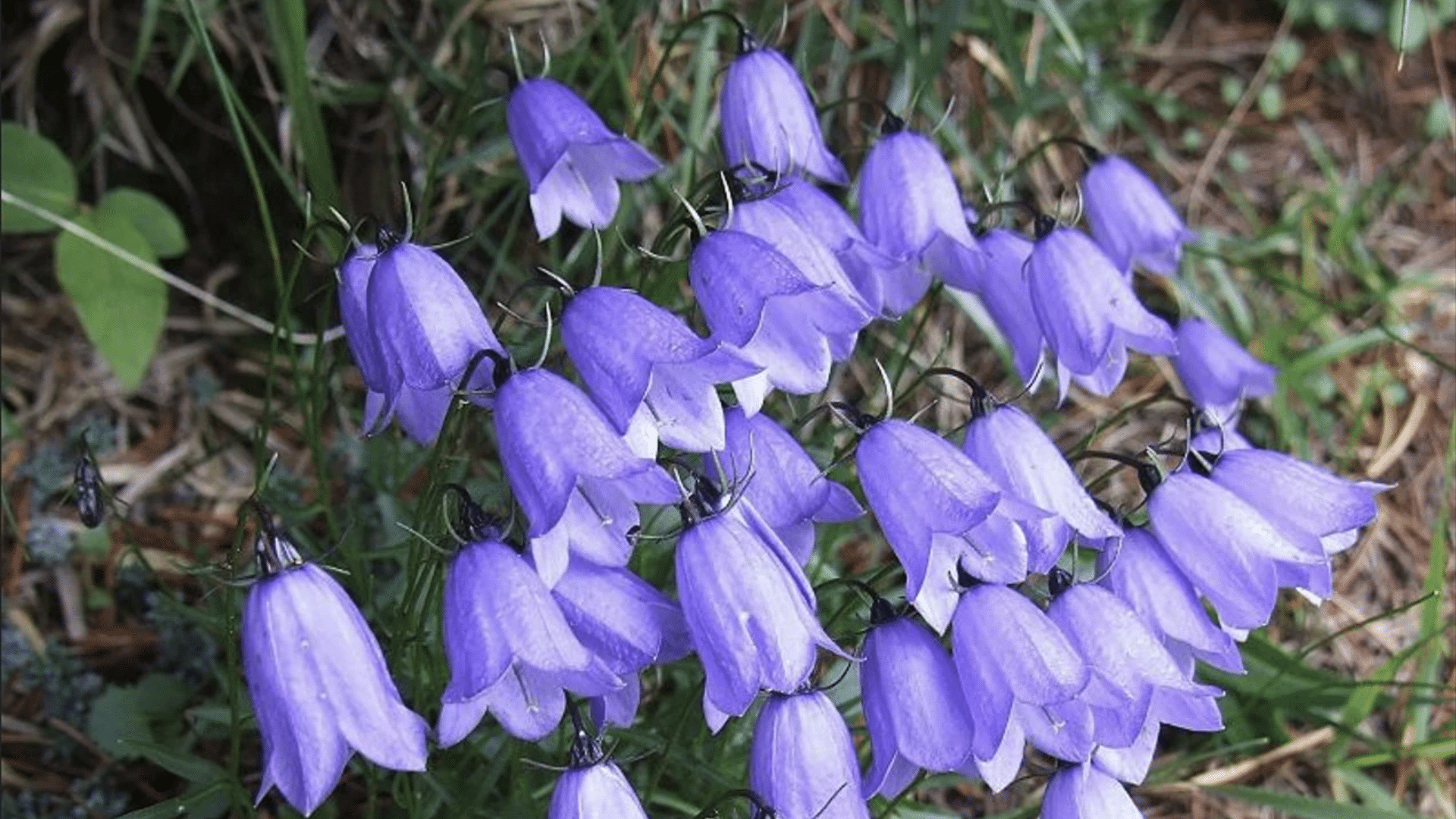 Bellflower