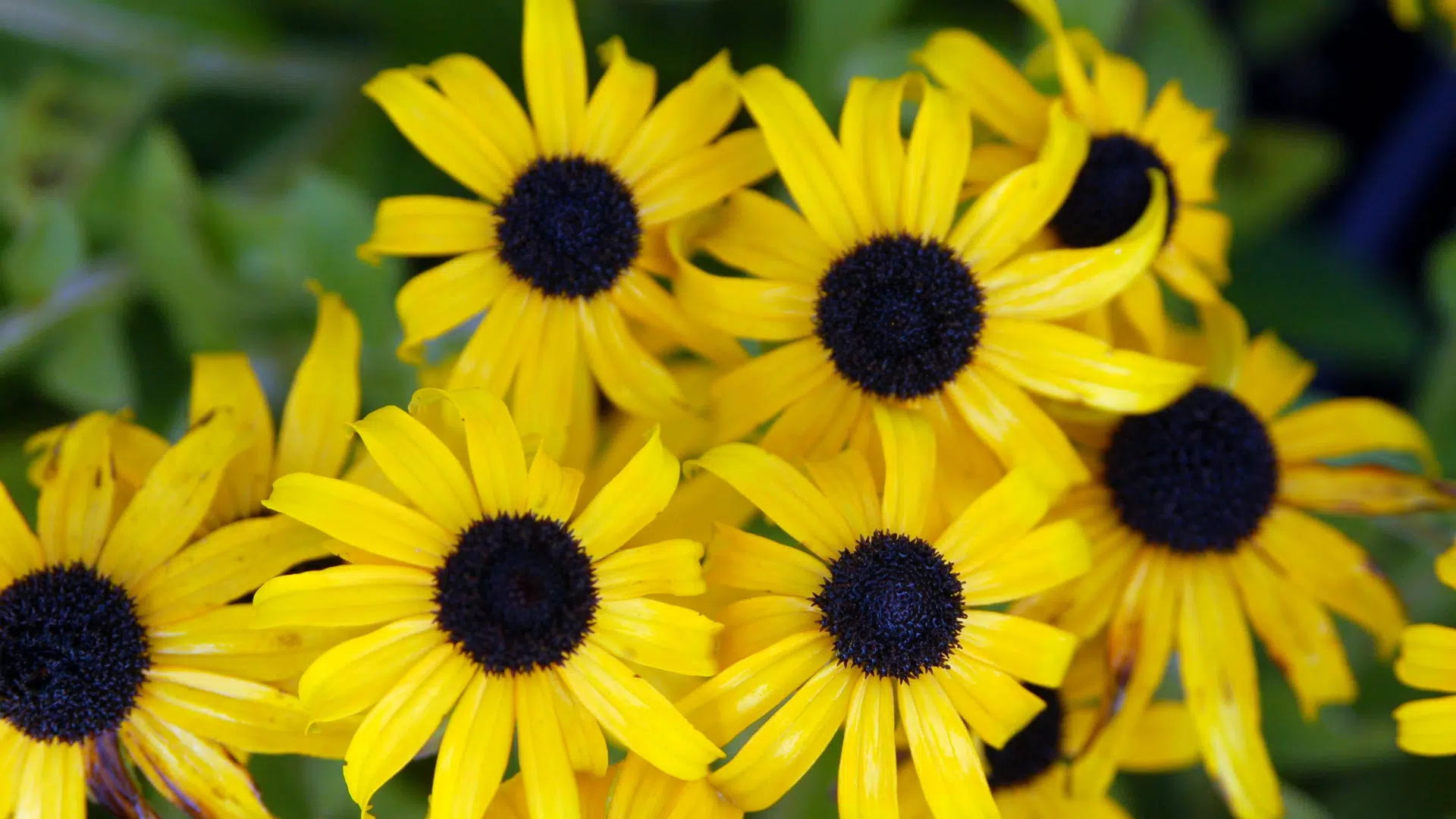 Black-eyed_Susan