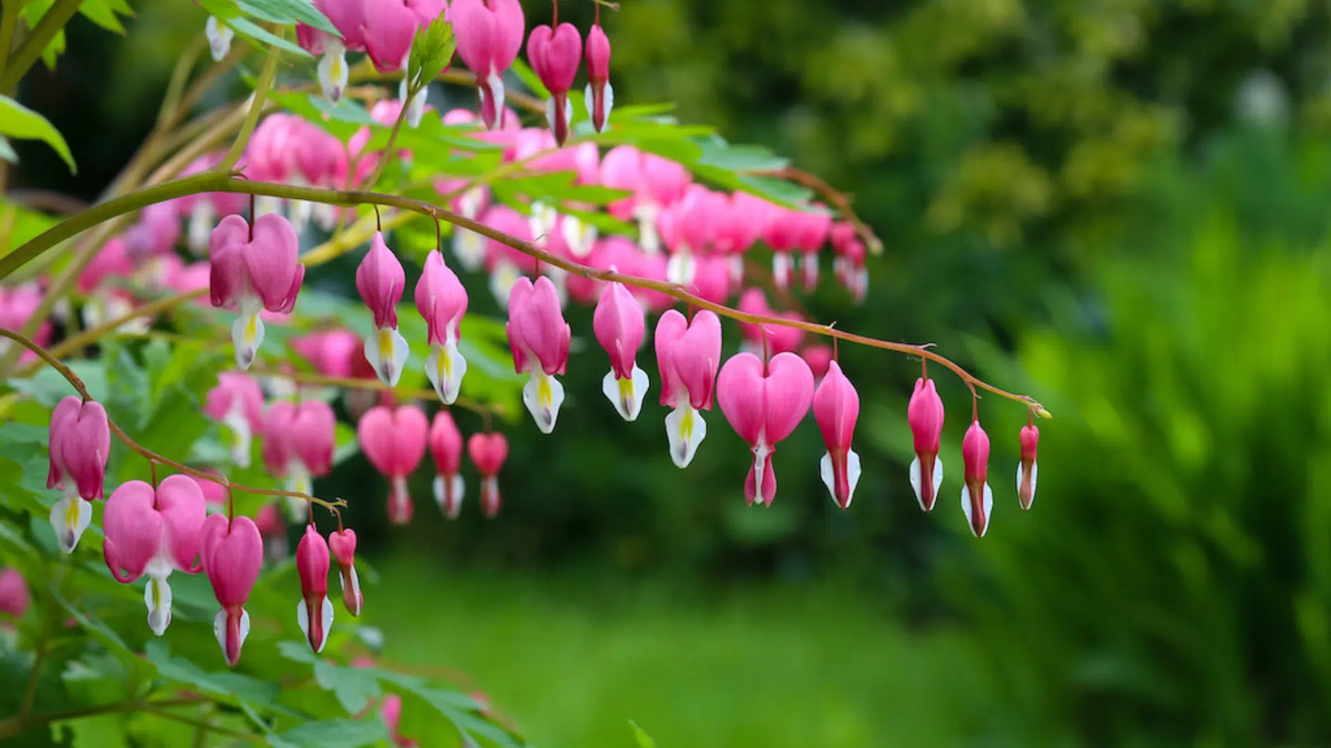 Bleeding_Heart