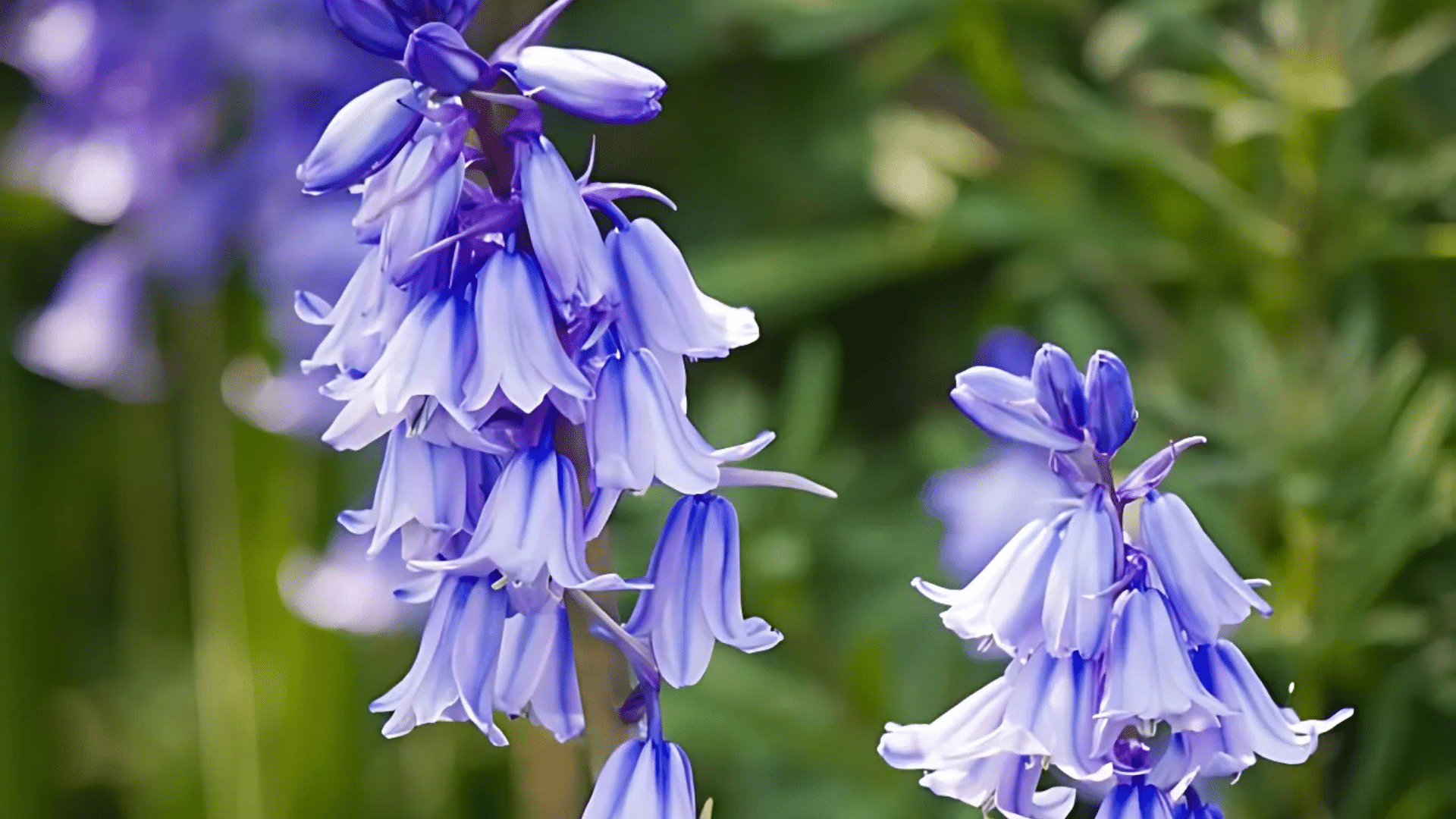 Bluebell
