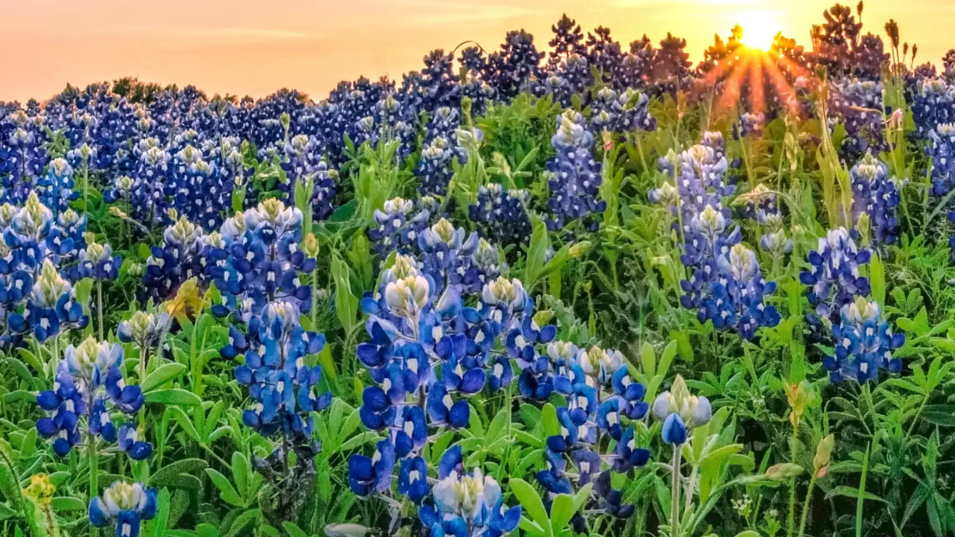 Bluebonnet