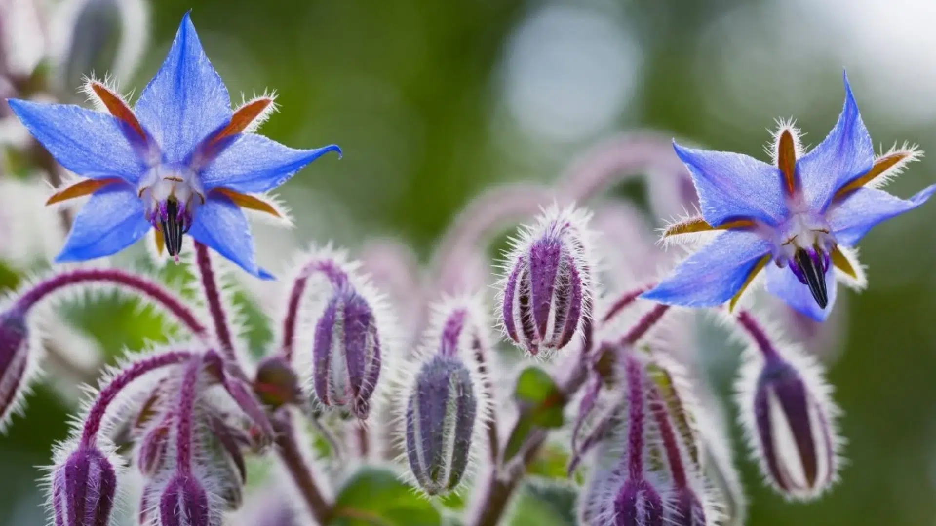 Borage