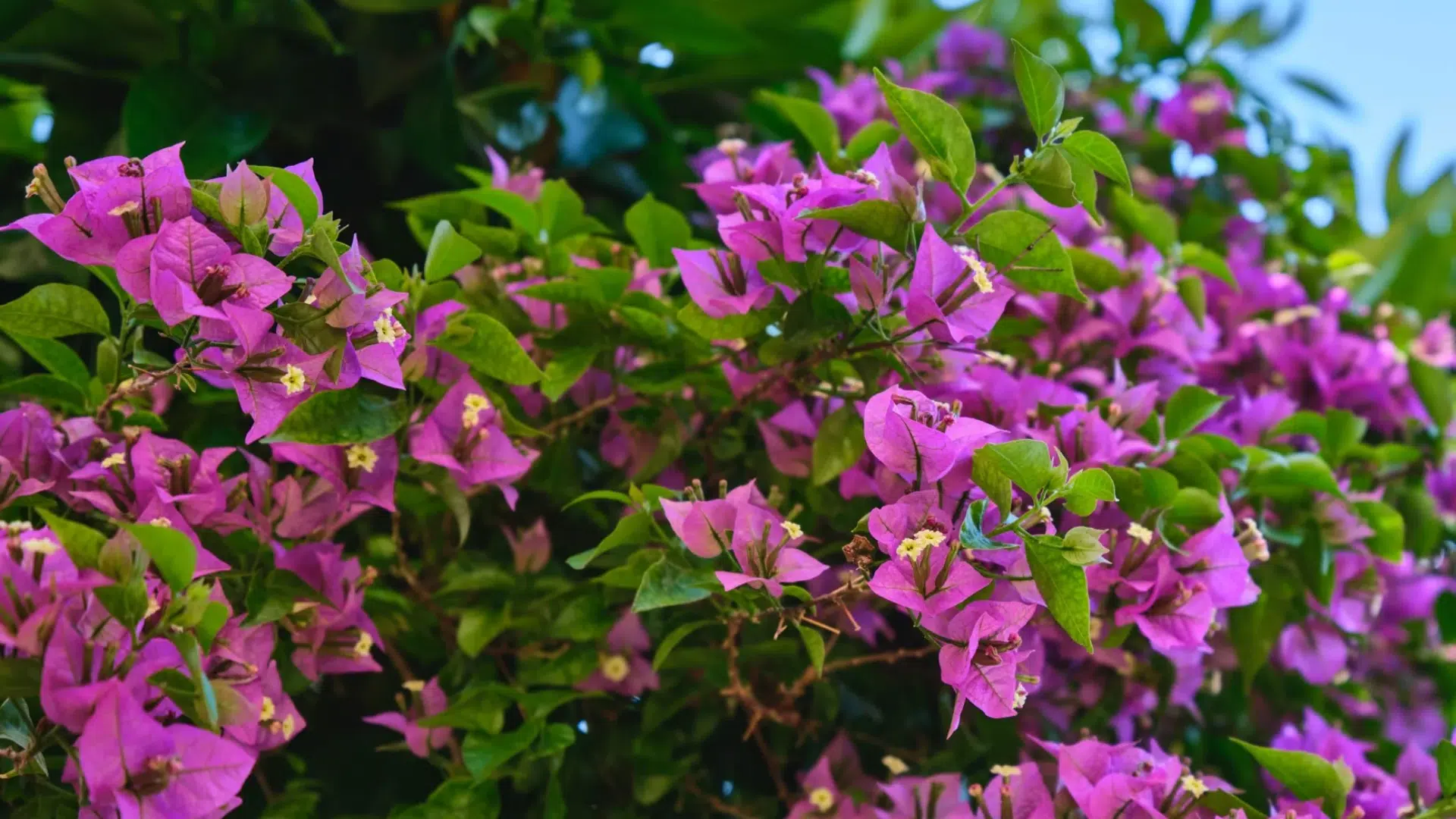 Bougainvillea